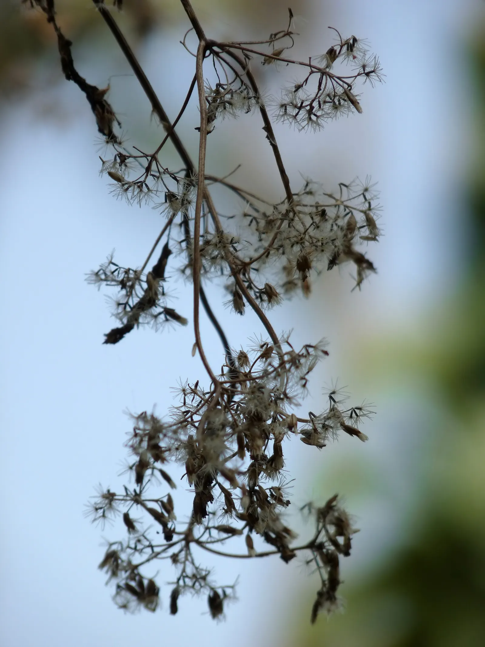 Native Wind Flower (Anemone Canadensis) — making it suitable for naturalized areas; thriving in USDA zones 3-8, image 66