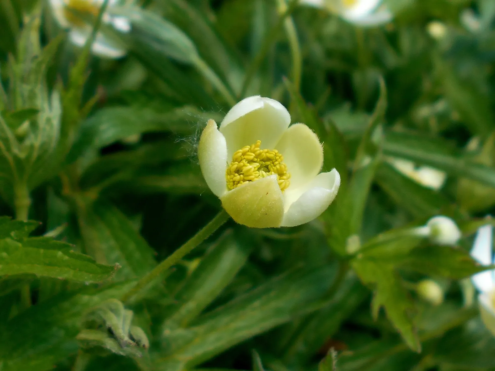 Native Wind Flower (Anemone Canadensis) — star-shaped flowers.<br><br>Regarding its horticultural profile; ideal for borders, it provides ground, image 152