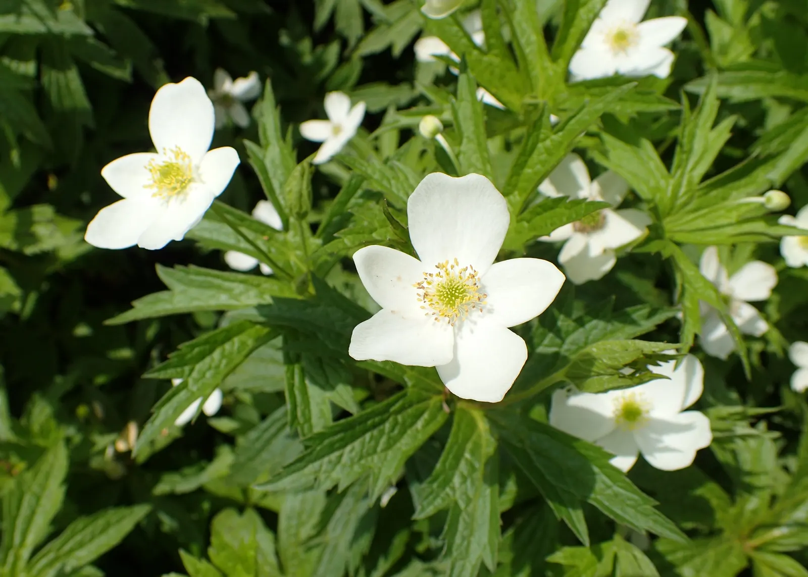 Native Wind Flower (Anemone Canadensis) — typically ranging between 1 and 2 feet; creating an eco-friendly and sustainable addition to their garden, image 106