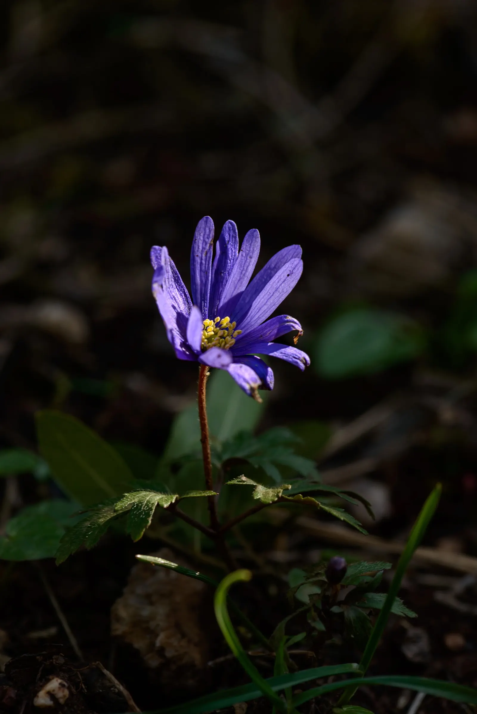 Native Wind Flower (Anemone Canadensis) — commonly known as the Canadian or Native Wind Flower