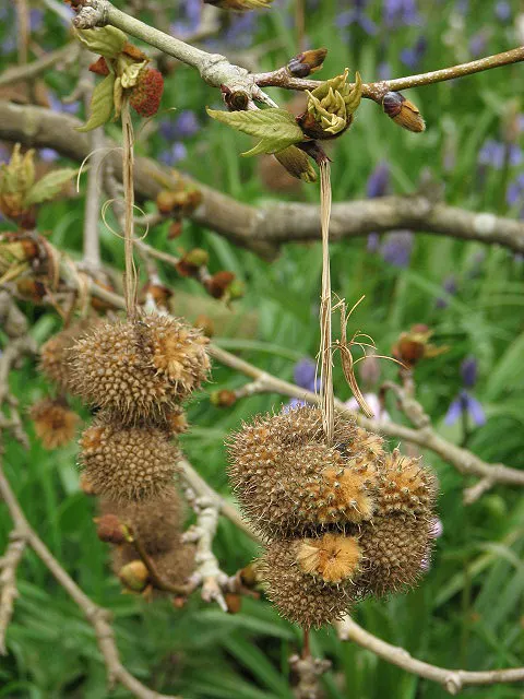 Native Wind Flower (Anemone Canadensis) — star-shaped flowers.<br><br>Regarding its horticultural profile