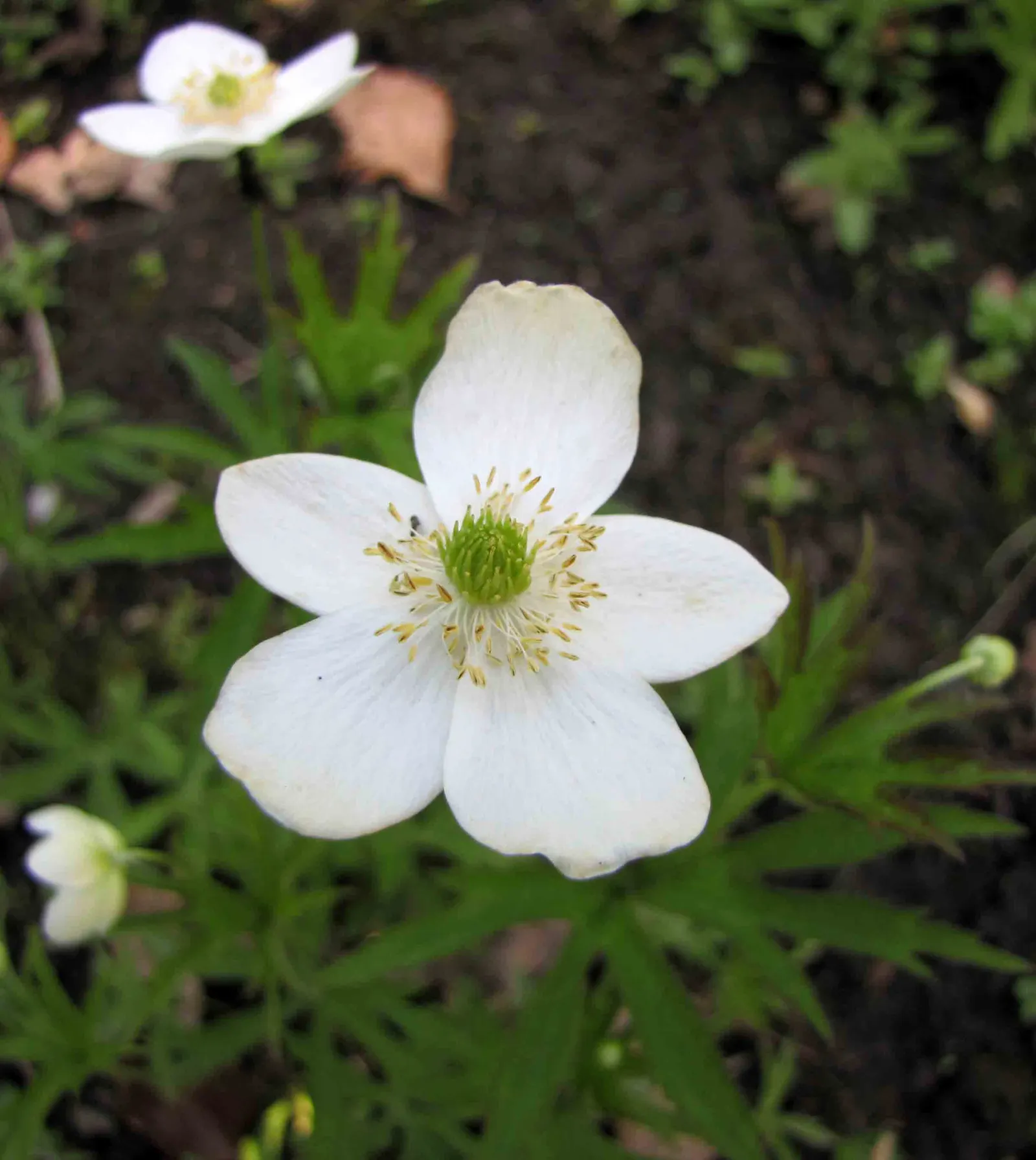 Native Wind Flower (Anemone Canadensis) — green leaves and striking white flowers with sunny yellow centers that bloom in late spring to early summer