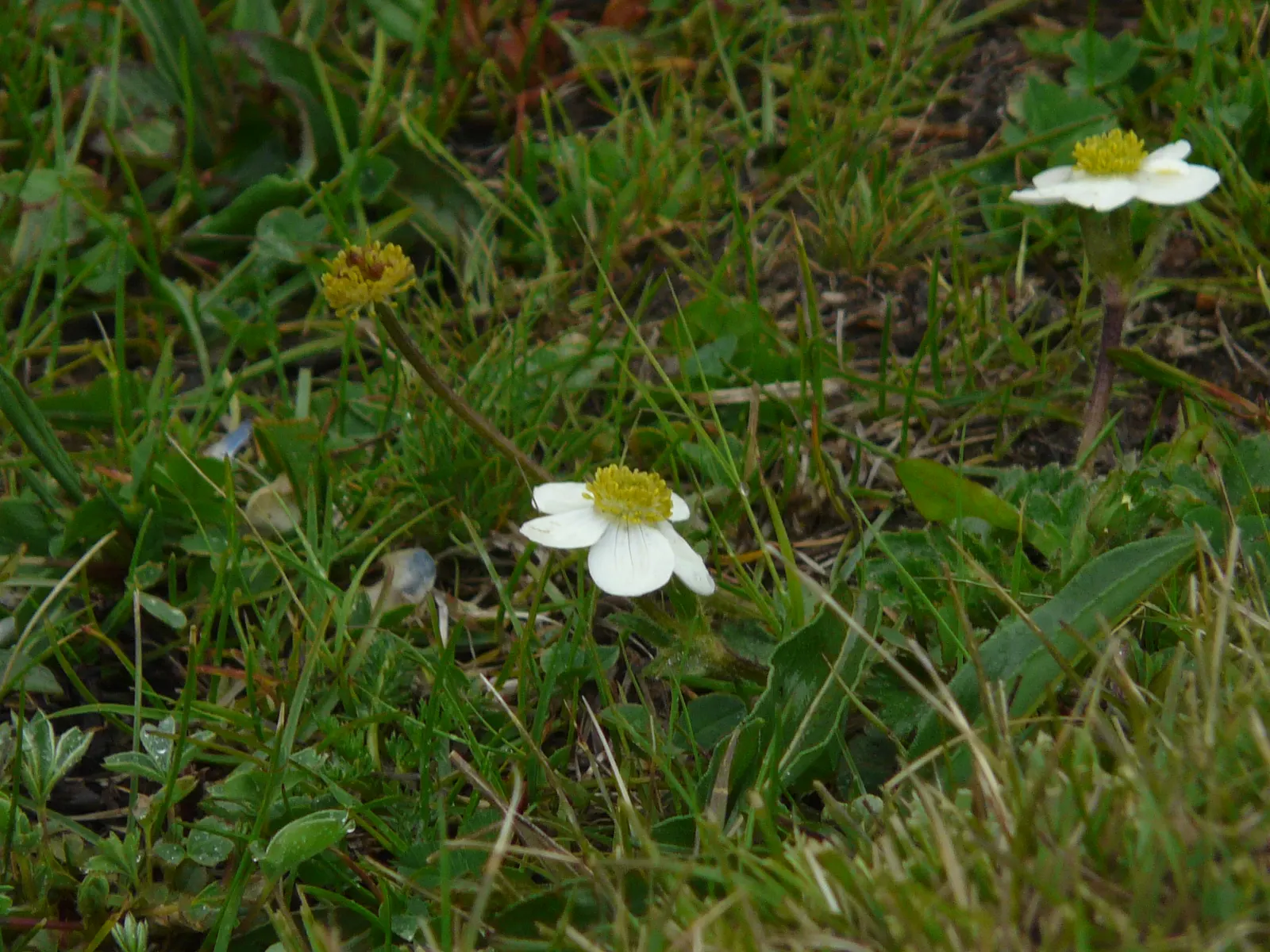 Native Wind Flower (Anemone Canadensis) — commonly known as the Canadian or Native Wind Flower; with delicate yellow stamens at their, image 150