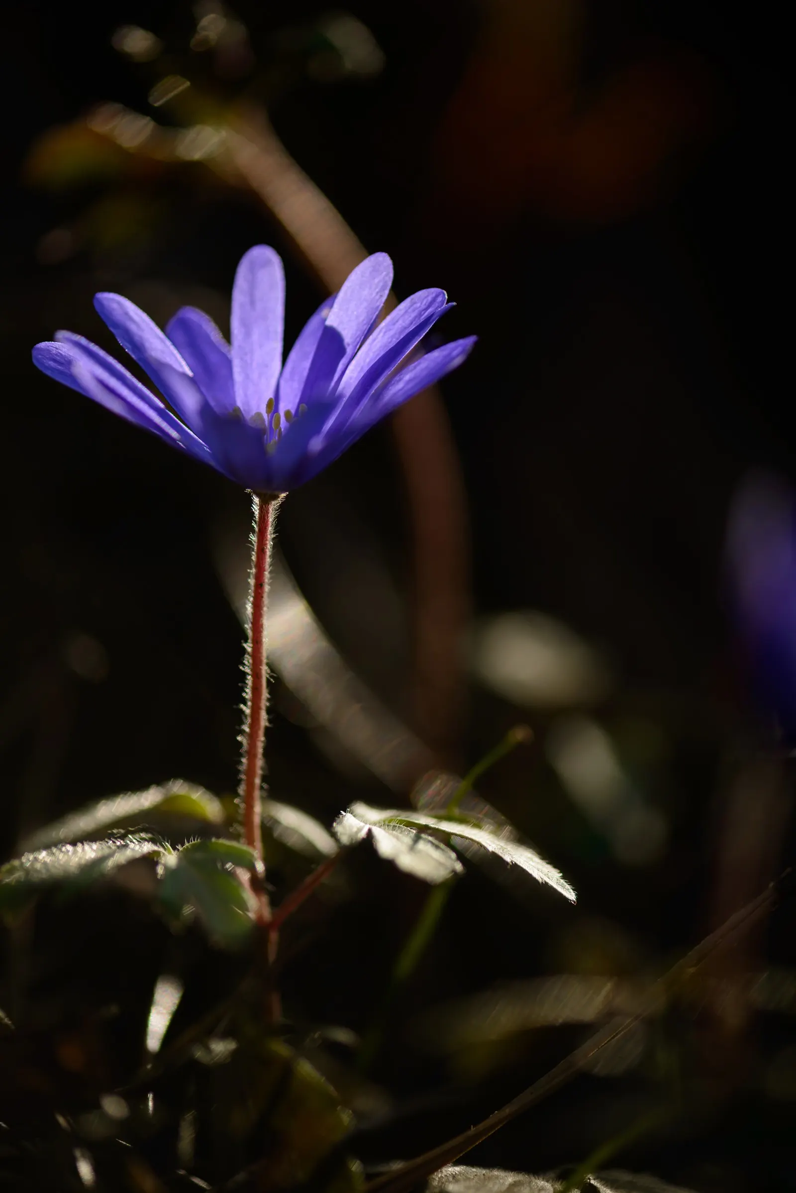 Native Wind Flower (Anemone Canadensis) — The Anemone canadensis, or Canadian Anemone, is a hardy perennial that adds delicate charm to any, image 97