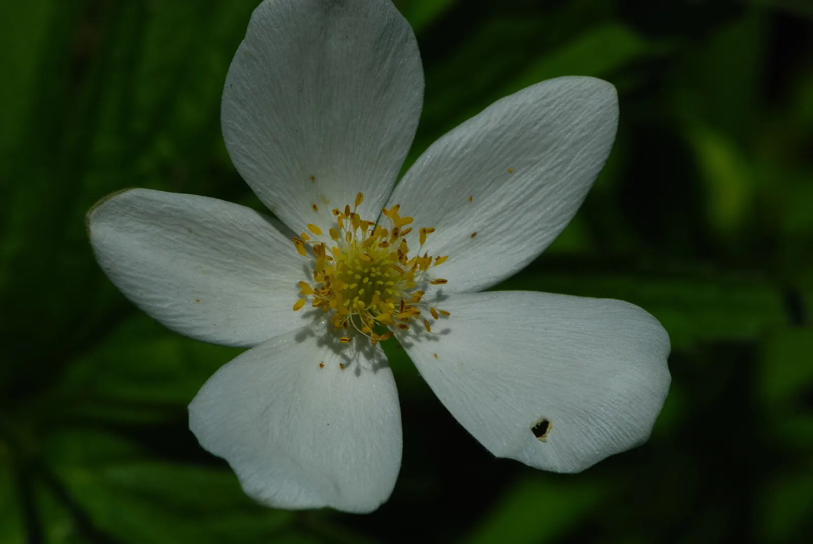 Native Wind Flower (Anemone Canadensis) — The plant exhibits deep green; green leaves and striking white flowers with sunny yellow centers that, image 131
