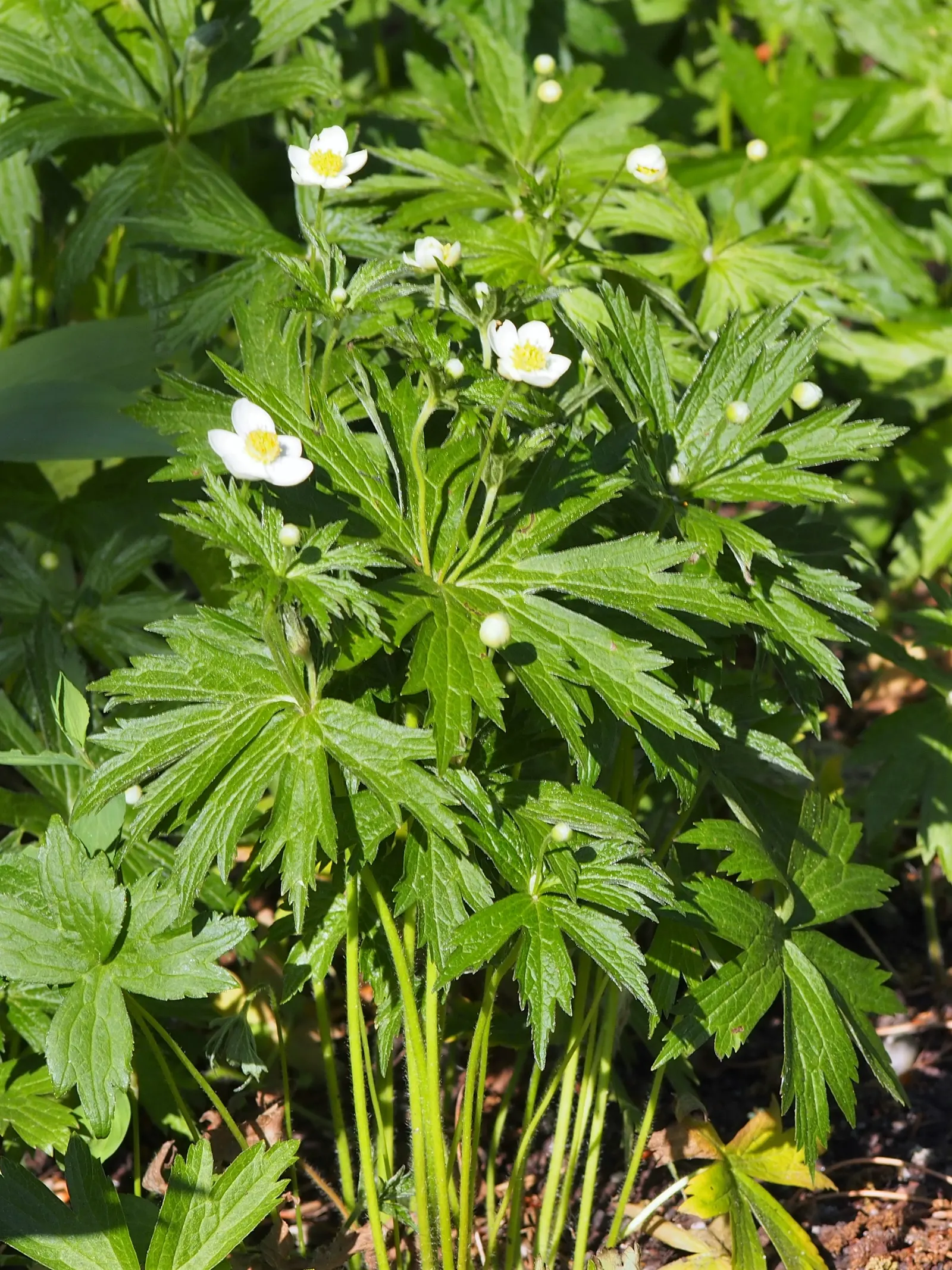 Native Wind Flower (Anemone Canadensis) — It is hardy in USDA zones 3 through 8, exhibiting notable frost tolerance; which appear from late spring, image 64