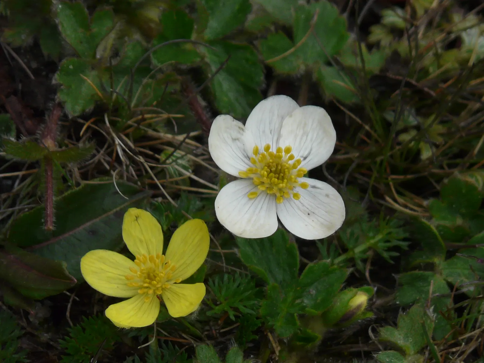 Native Wind Flower (Anemone Canadensis) — creating an eco-friendly and sustainable addition to their garden; typically ranging between 1 and 2 feet, image 139