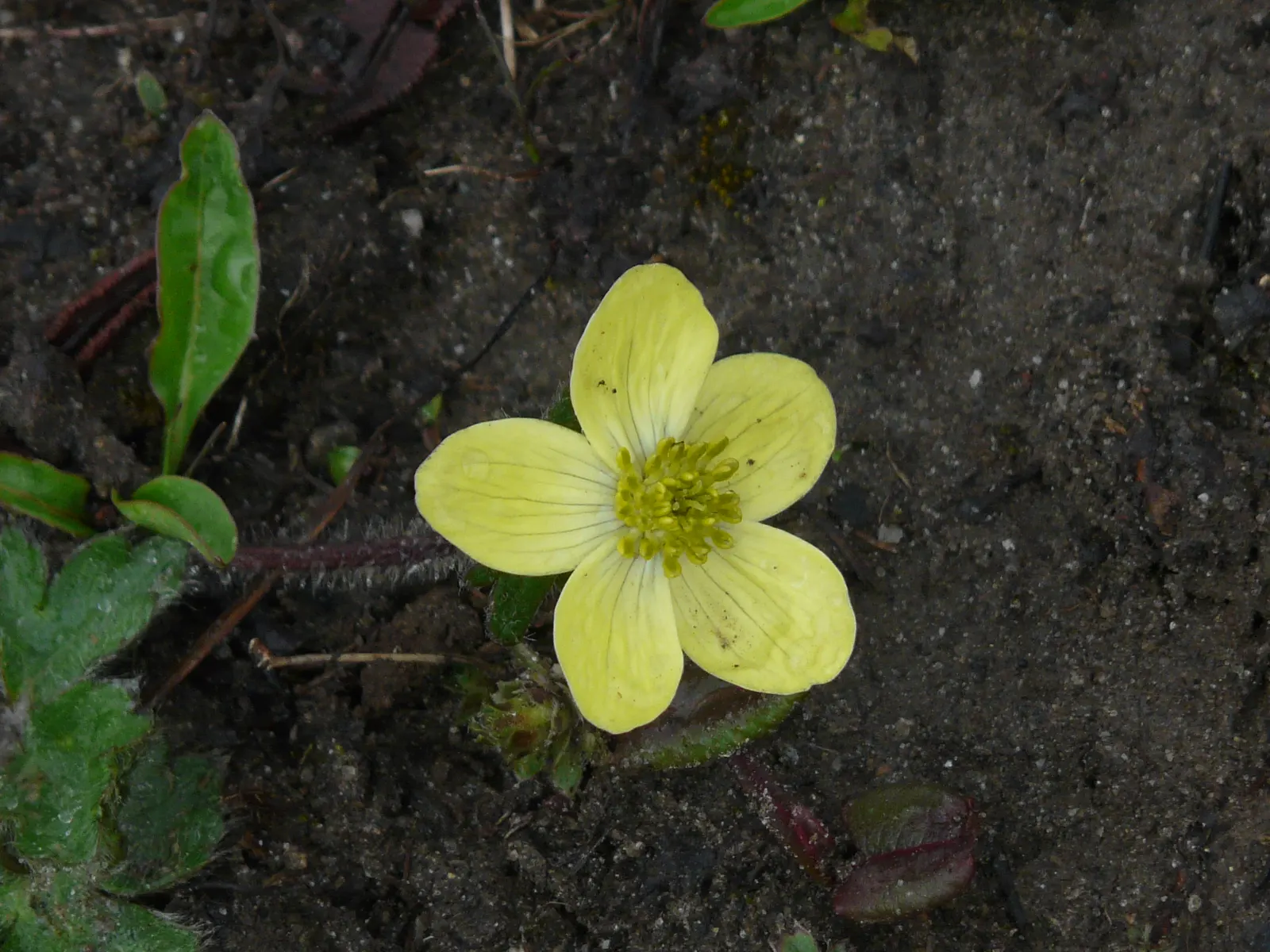 Native Wind Flower (Anemone Canadensis) — typically ranging between 1 and 2 feet; creating an eco-friendly and sustainable addition to their garden, image 154