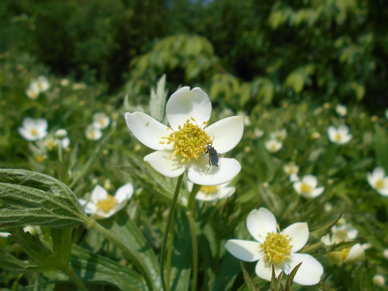 Native Wind Flower (Anemone Canadensis) — lobed leaves that provide a verdant backdrop for the crisp white blossoms; the Native Wind Flower spans, image 132