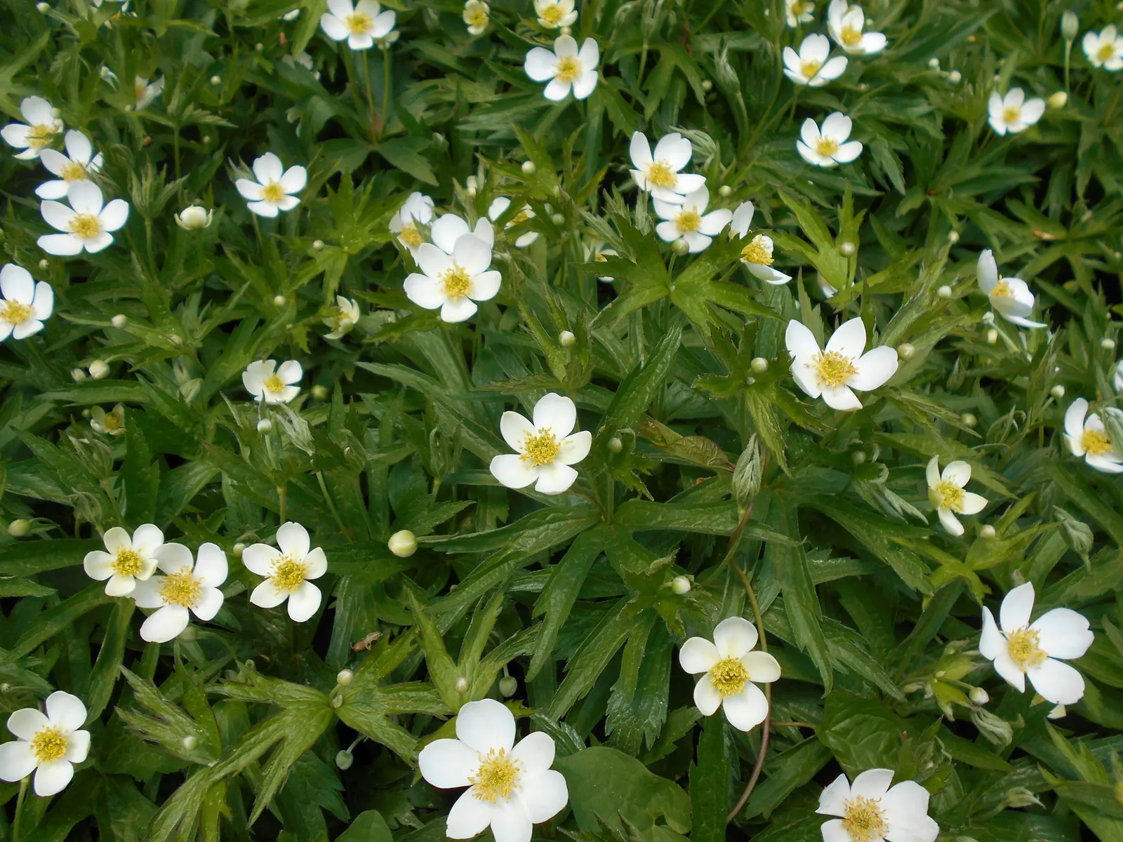 Native Wind Flower (Anemone Canadensis) — white flowers in the garden; presents a delightful charm to any garden with its simplistic yet alluring, image 118