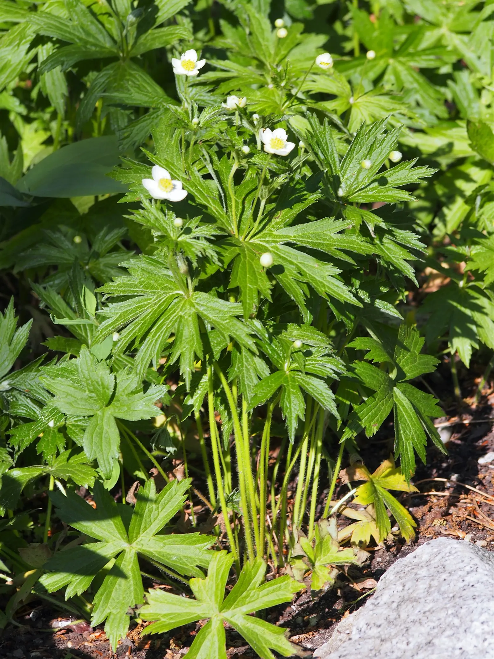 Native Wind Flower (Anemone Canadensis) — star-shaped flowers.<br><br>Regarding its horticultural profile; ideal for borders, it provides ground, image 80