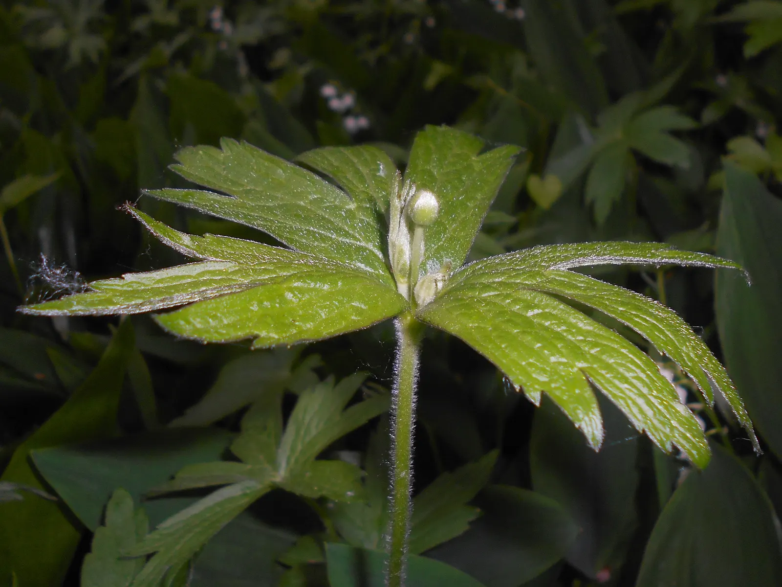 Native Wind Flower (Anemone Canadensis) — creating an eco-friendly and sustainable addition to their garden