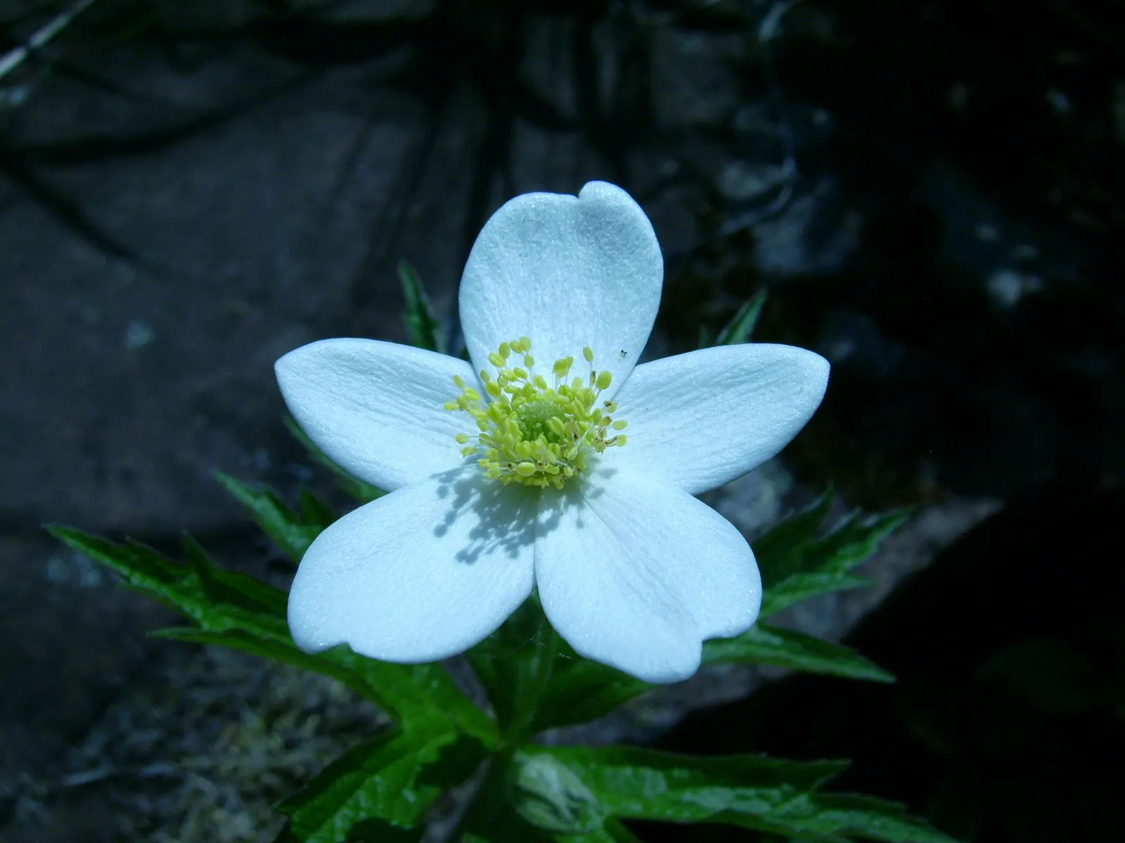 Native Wind Flower (Anemone Canadensis) — Thriving in USDA zones 3-8; making it suitable for naturalized areas, image 123