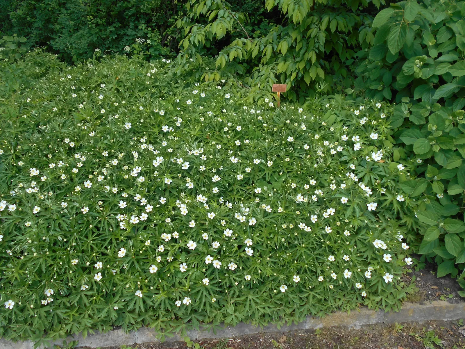 Native Wind Flower (Anemone Canadensis) — perennial for full or half; seamlessly blending beauty with practicality, image 144