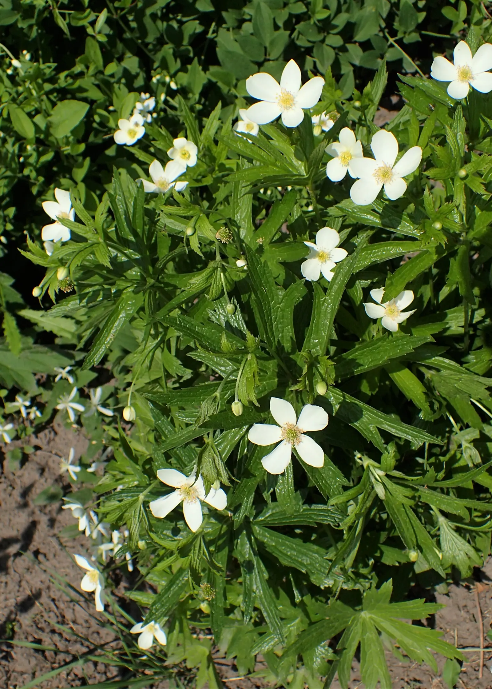 Native Wind Flower (Anemone Canadensis) — lobed leaves that provide a verdant backdrop for the crisp white blossoms; the Native Wind Flower spans, image 60
