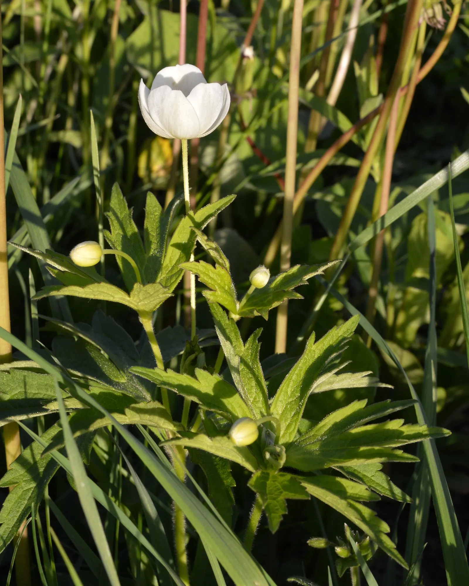 Native Wind Flower (Anemone Canadensis) — lobed leaves that provide a verdant backdrop for the crisp white blossoms; the Native Wind Flower spans, image 156