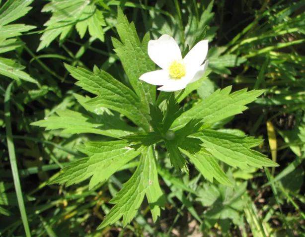 Native Wind Flower (Anemone Canadensis) — creating an eco-friendly and sustainable addition to their garden; typically ranging between 1 and 2 feet