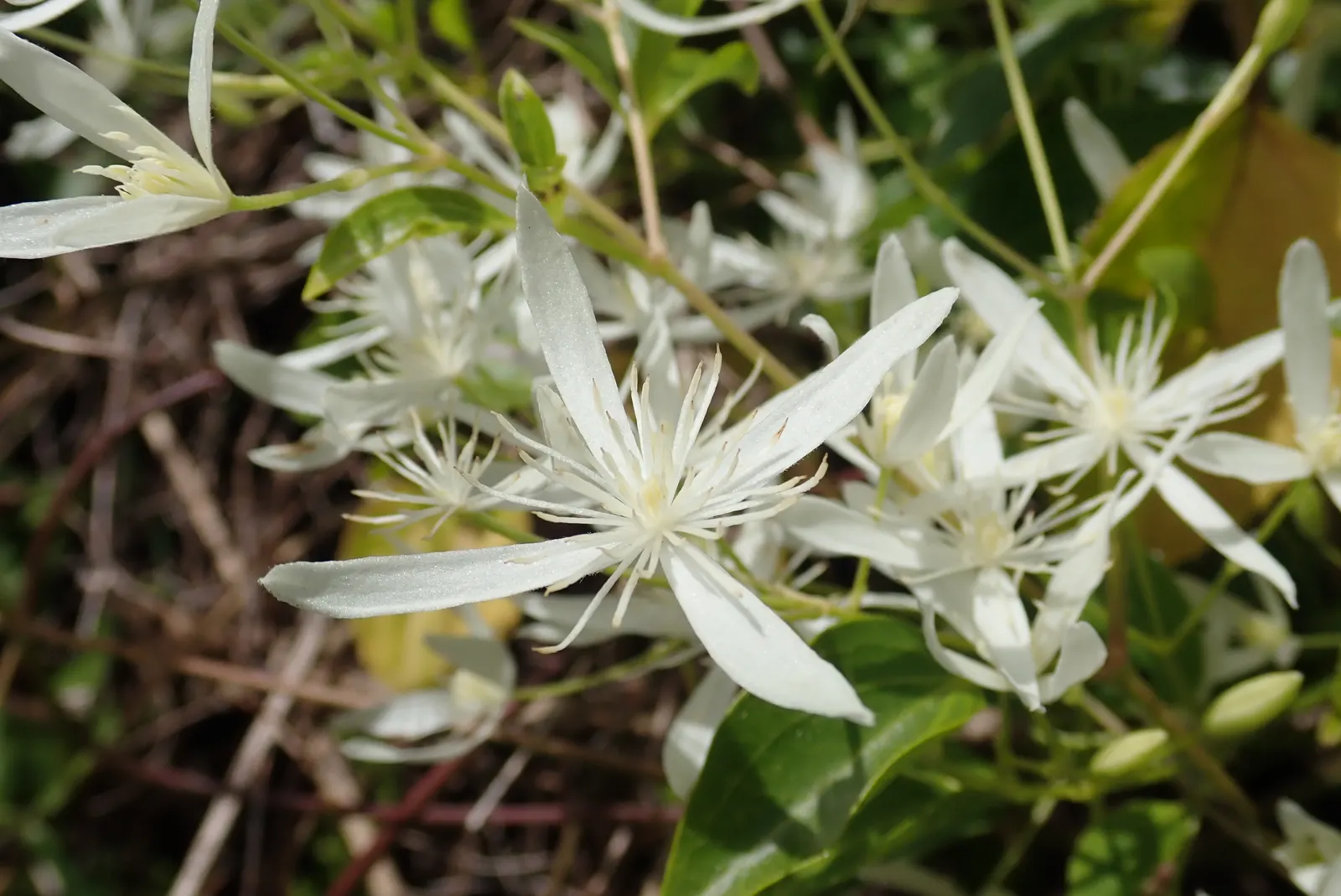 Native Wind Flower (Anemone Canadensis) — star-shaped flowers.<br><br>Regarding its horticultural profile; ideal for borders, it provides ground cover and