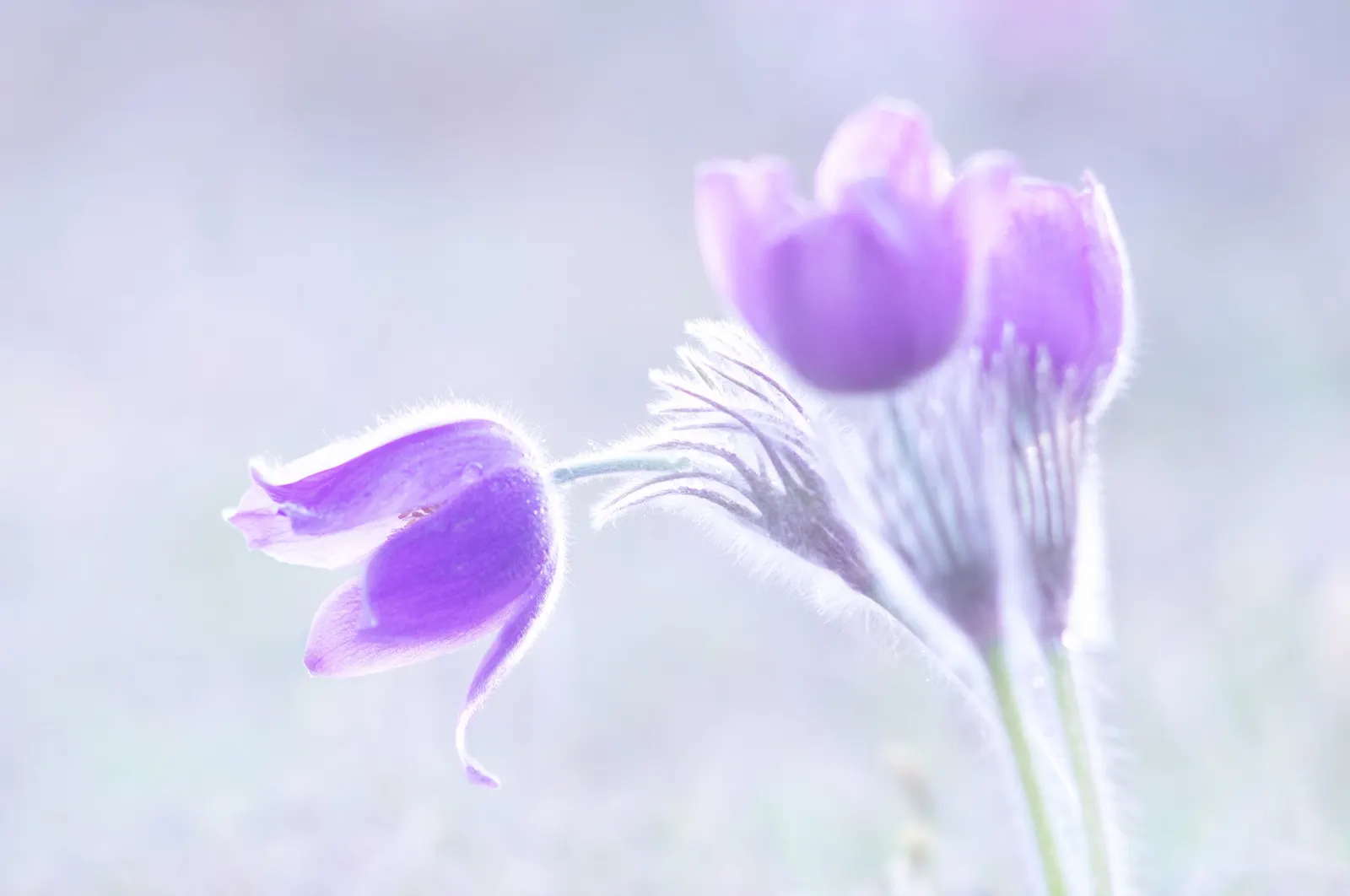 Native Wind Flower (Anemone Canadensis) — it reaches 1-1.5 feet in height with a similar spread and prefers full sun to partial shade; the Anemone, image 124