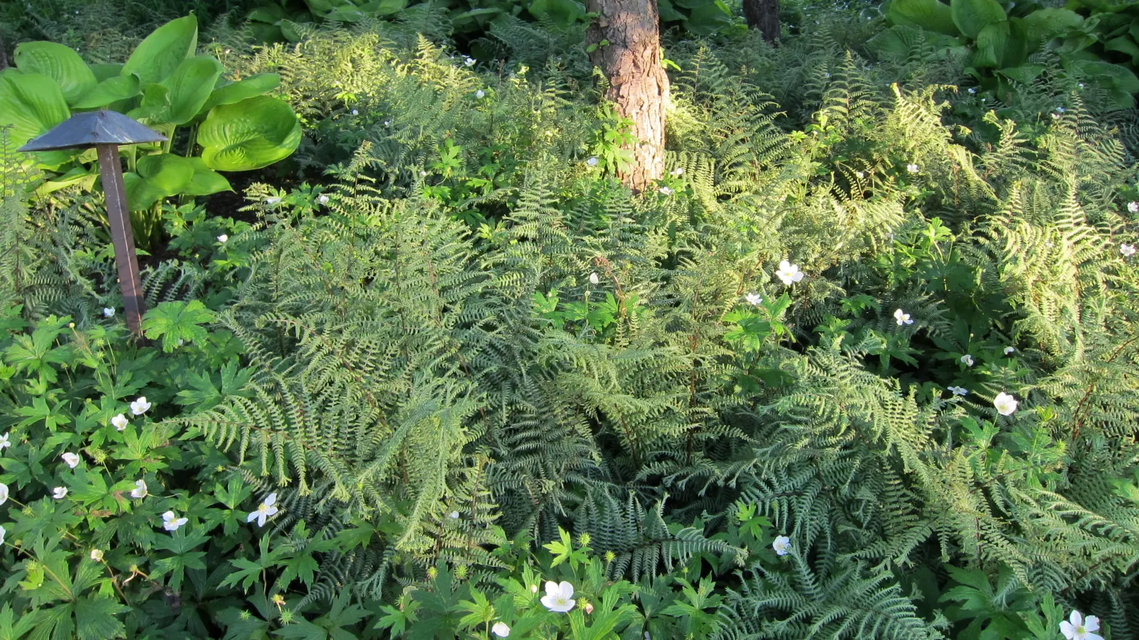 Native Wind Flower (Anemone Canadensis) — lobed leaves that provide a verdant backdrop for the crisp white blossoms; the Native Wind Flower spans, image 108