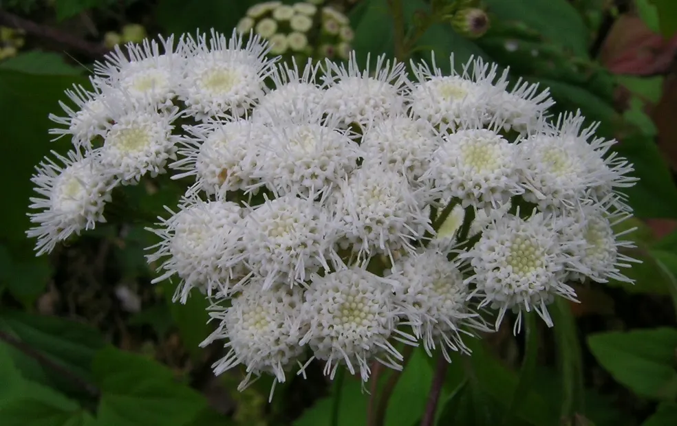 Native Wind Flower (Anemone Canadensis) — It is hardy in USDA zones 3 through 8, exhibiting notable frost tolerance; which appear from late spring to early