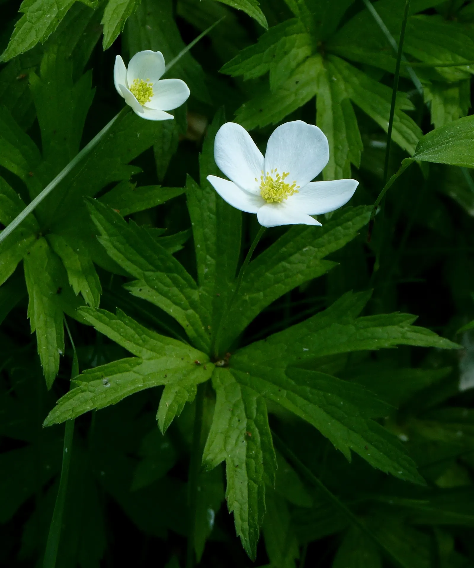 Native Wind Flower (Anemone Canadensis) — Ideal for borders, it provides ground cover and attracts pollinators