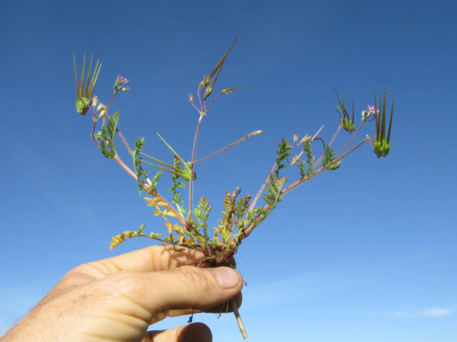 Native Wind Flower (Anemone Canadensis) — creating an eco-friendly and sustainable addition to their garden; typically ranging between 1 and 2 feet, image 67