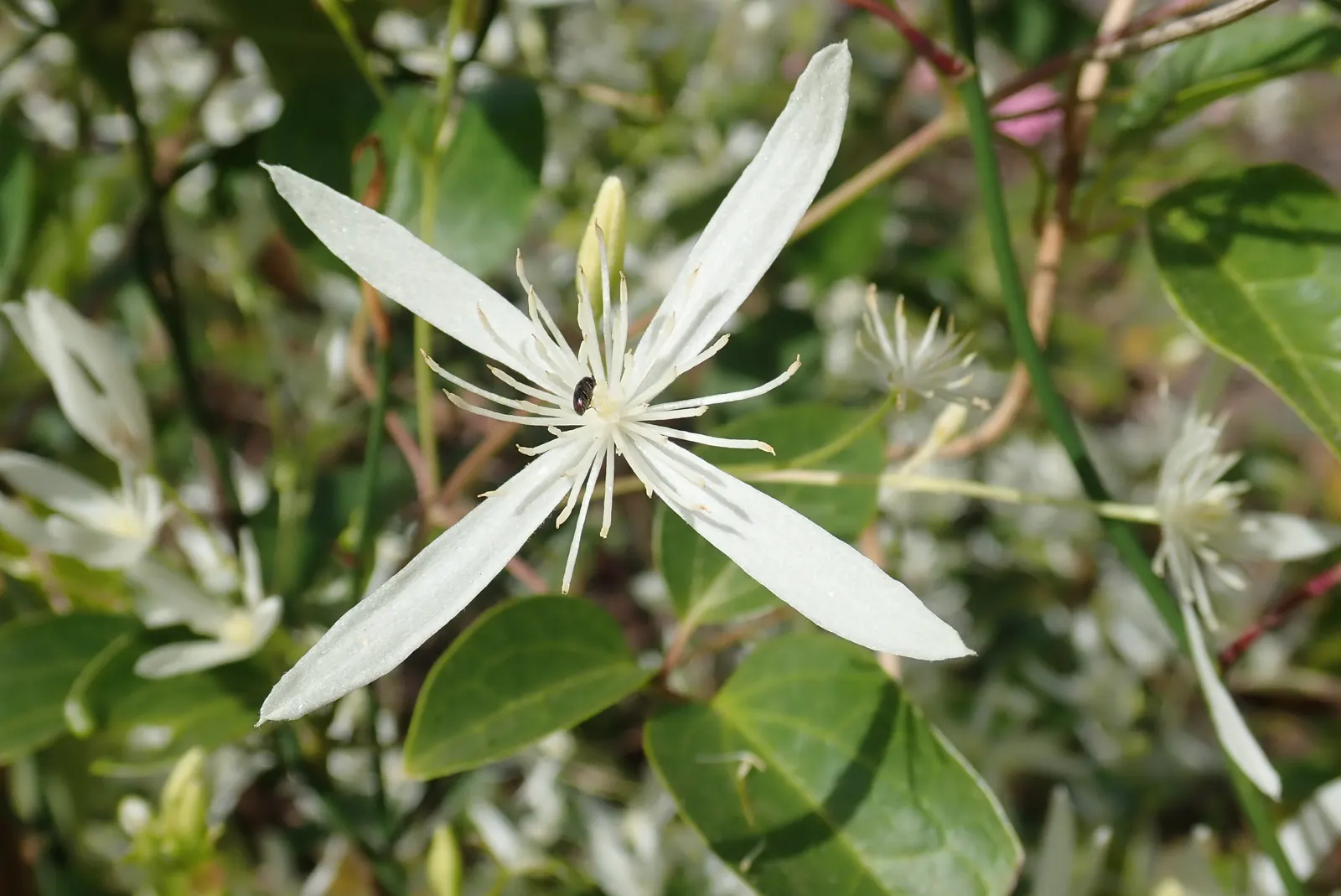 Native Wind Flower (Anemone Canadensis) — The plant exhibits deep green