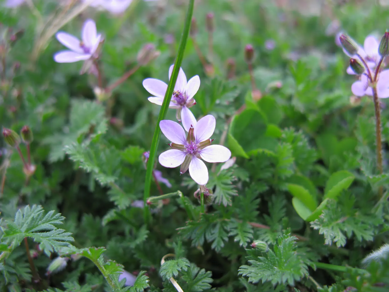 Native Wind Flower (Anemone Canadensis) — Thriving in USDA zones 3-8; making it suitable for naturalized areas, image 51
