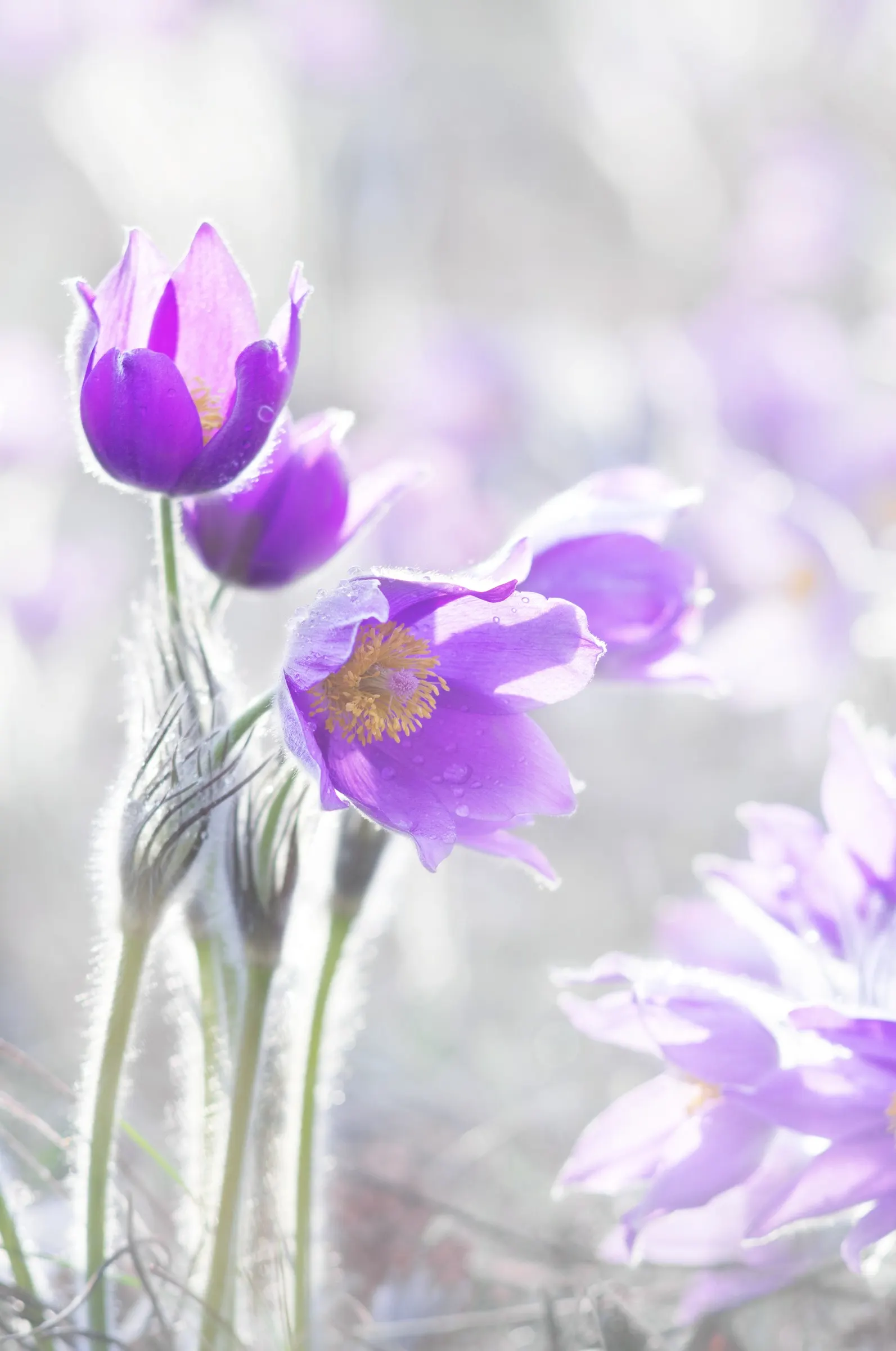 Native Wind Flower (Anemone Canadensis) — the Native Wind Flower spans approximately 1 to 1.5 feet in height and flaunts a similar spread; lobed, image 129