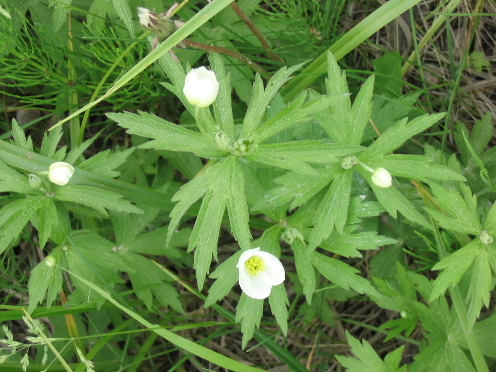 Native Wind Flower (Anemone Canadensis) — which appear from late spring to early summer; it is hardy in USDA zones 3 through 8, exhibiting notable, image 85