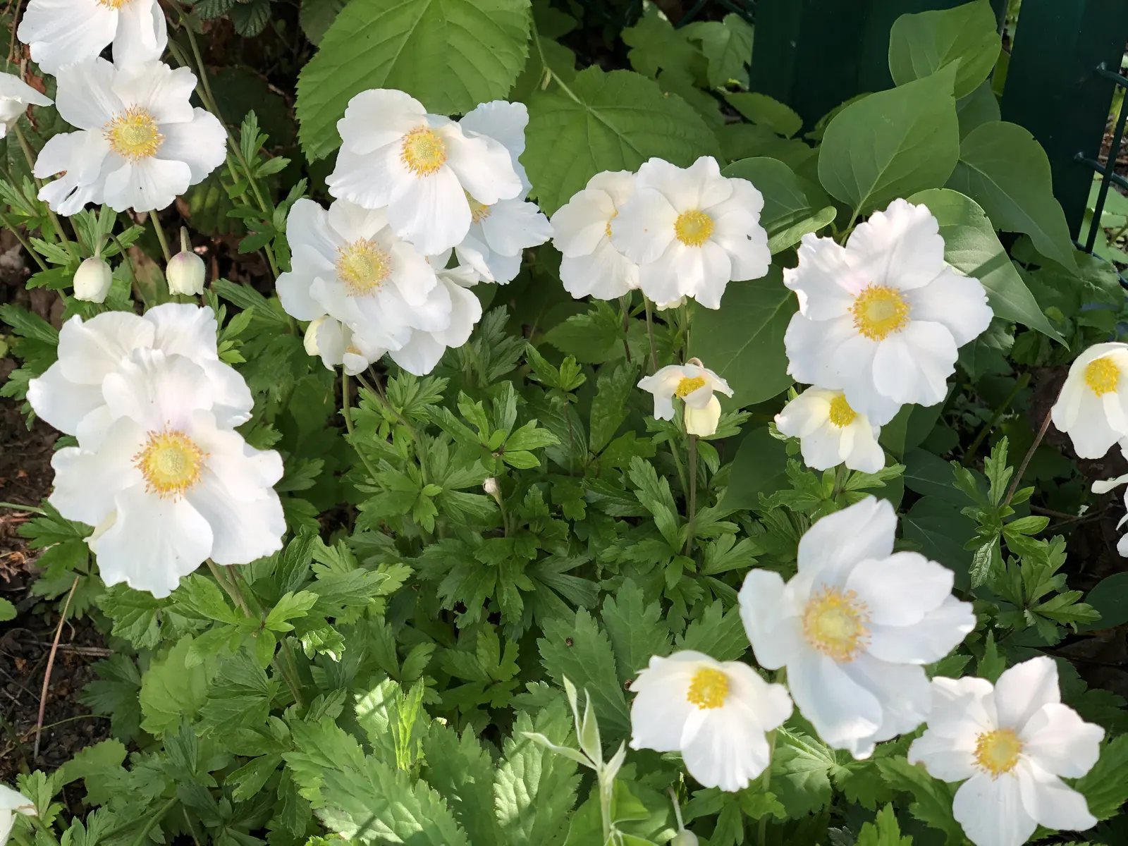Native Wind Flower (Anemone Canadensis) — It is hardy in USDA zones 3 through 8, exhibiting notable frost tolerance
