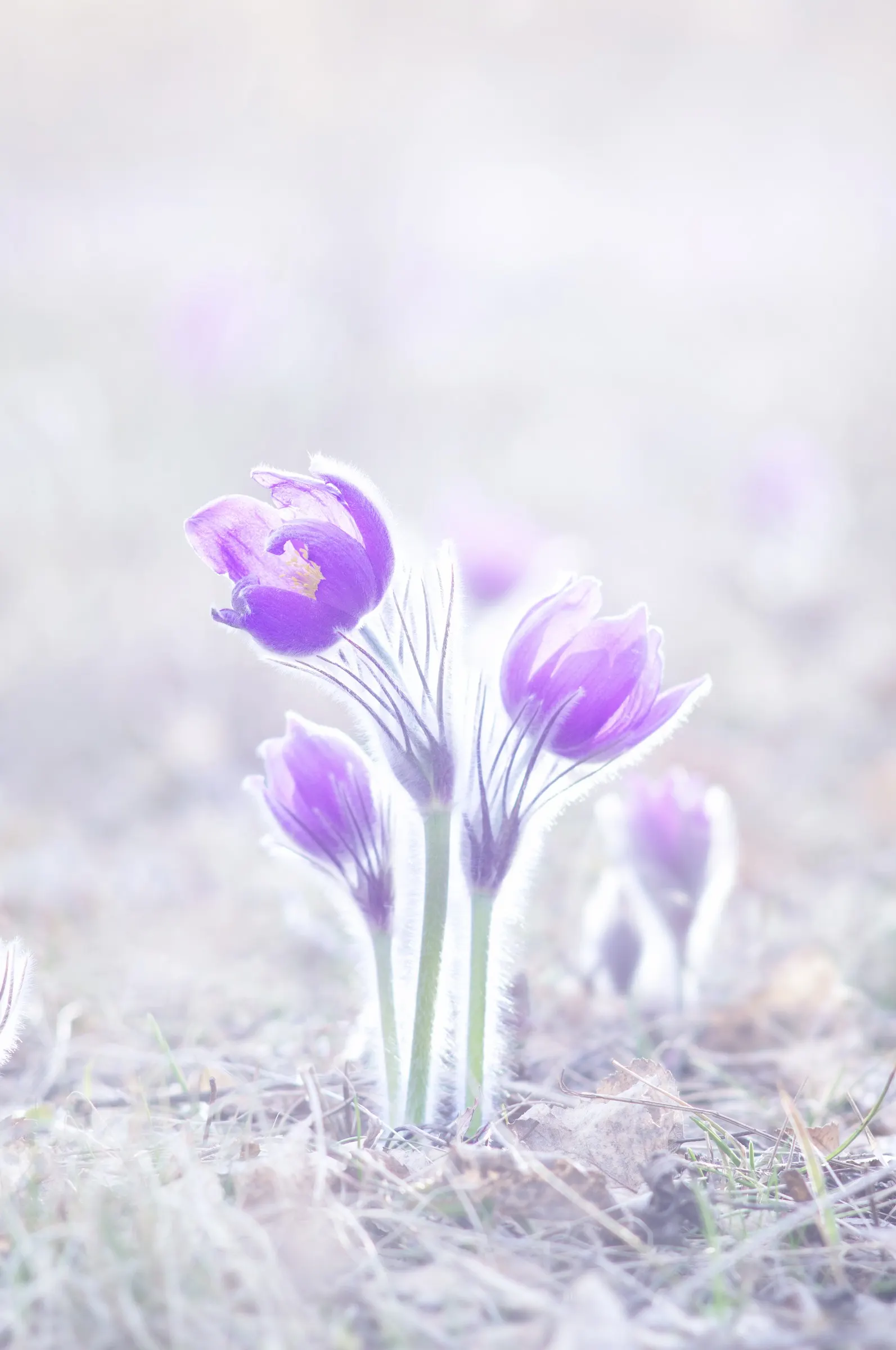 Native Wind Flower (Anemone Canadensis) — It's a low-maintenance option that offers great aesthetic appeal and ecological benefits; the plant can, image 116