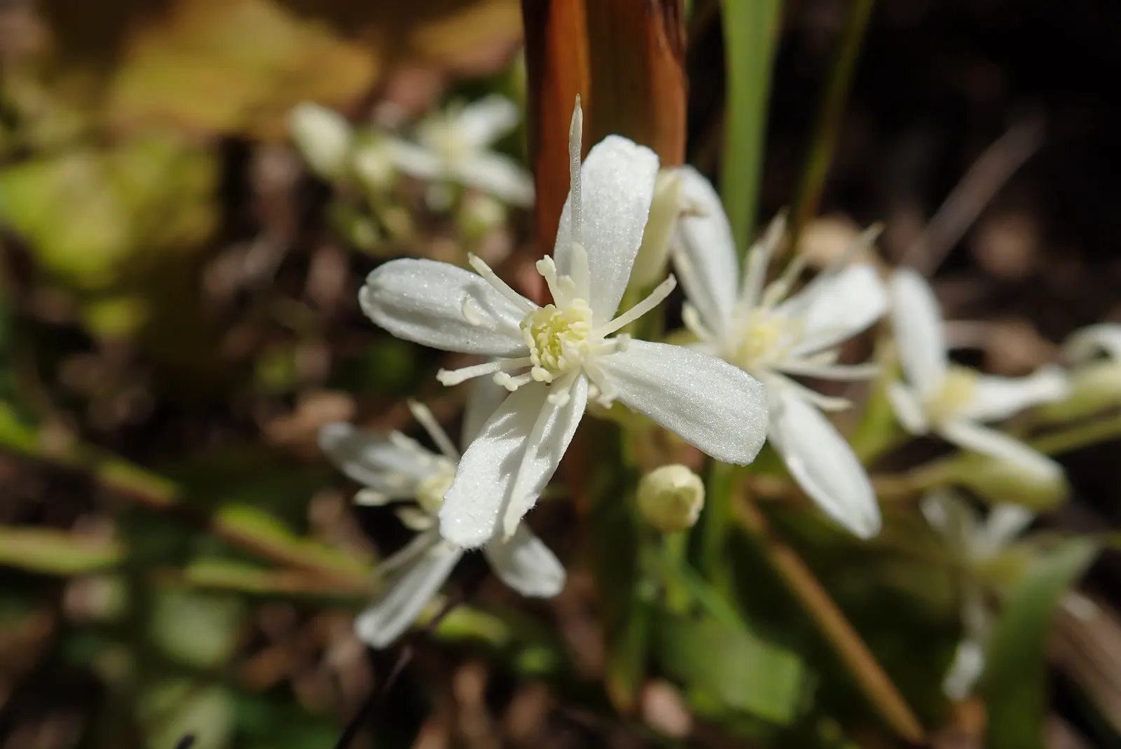 Native Wind Flower (Anemone Canadensis) — which appear from late spring to early summer