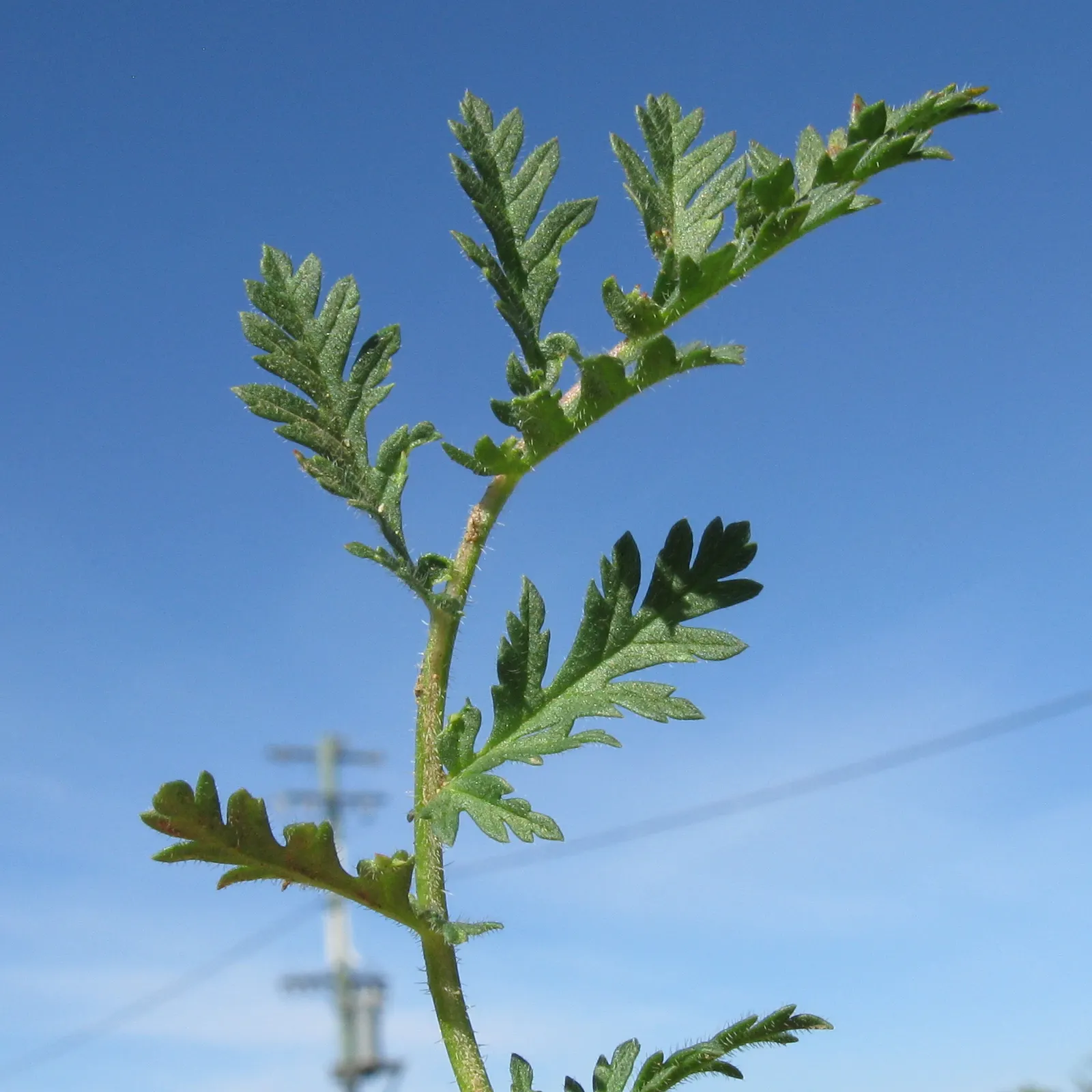 Native Wind Flower (Anemone Canadensis) — making it suitable for naturalized areas