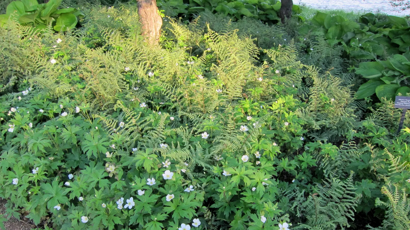 Native Wind Flower (Anemone Canadensis) — commonly known as the Canadian or Native Wind Flower; with delicate yellow stamens at their, image 126