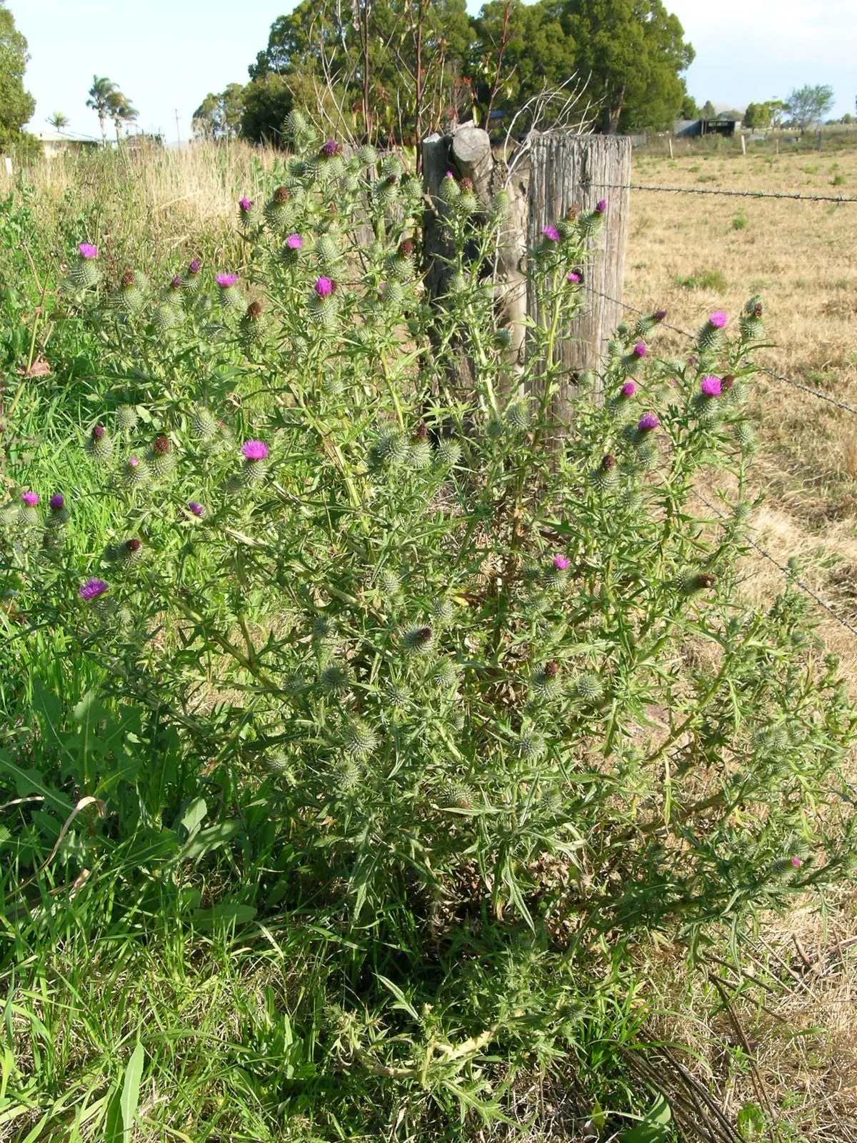 Native Wind Flower (Anemone Canadensis) — typically ranging between 1 and 2 feet