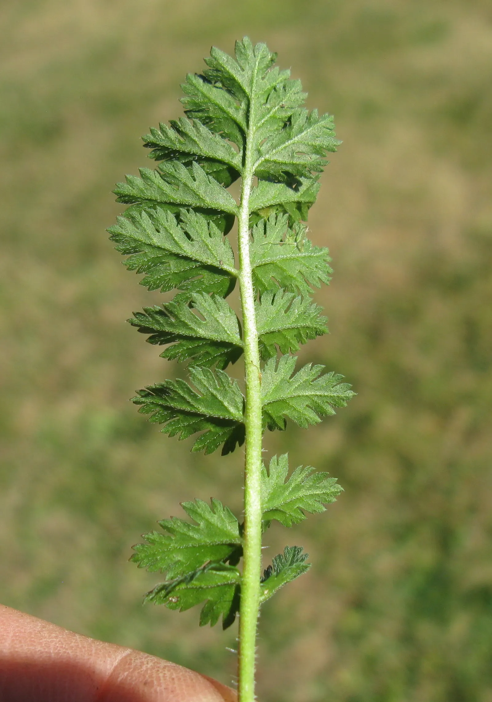 Native Wind Flower (Anemone Canadensis) — It's a low-maintenance option that offers great aesthetic appeal and ecological benefits; the plant can, image 164