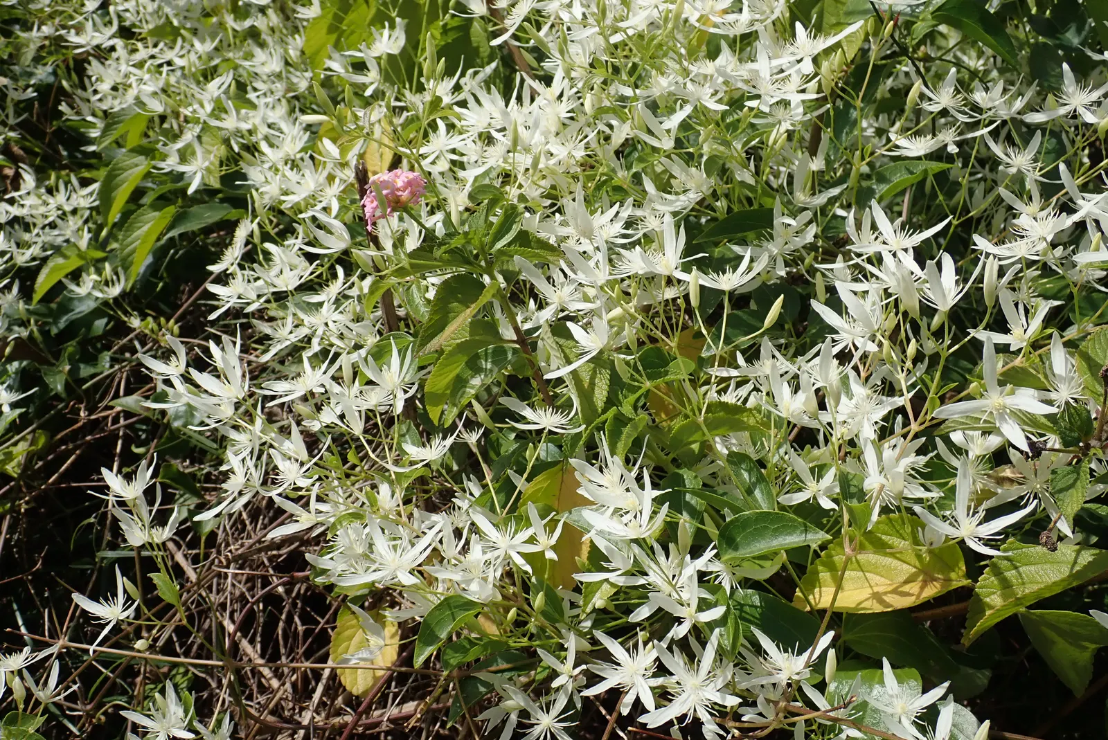 Native Wind Flower (Anemone Canadensis) — it reaches 1-1.5 feet in height with a similar spread and prefers full sun to partial shade; the Anemone, image 52