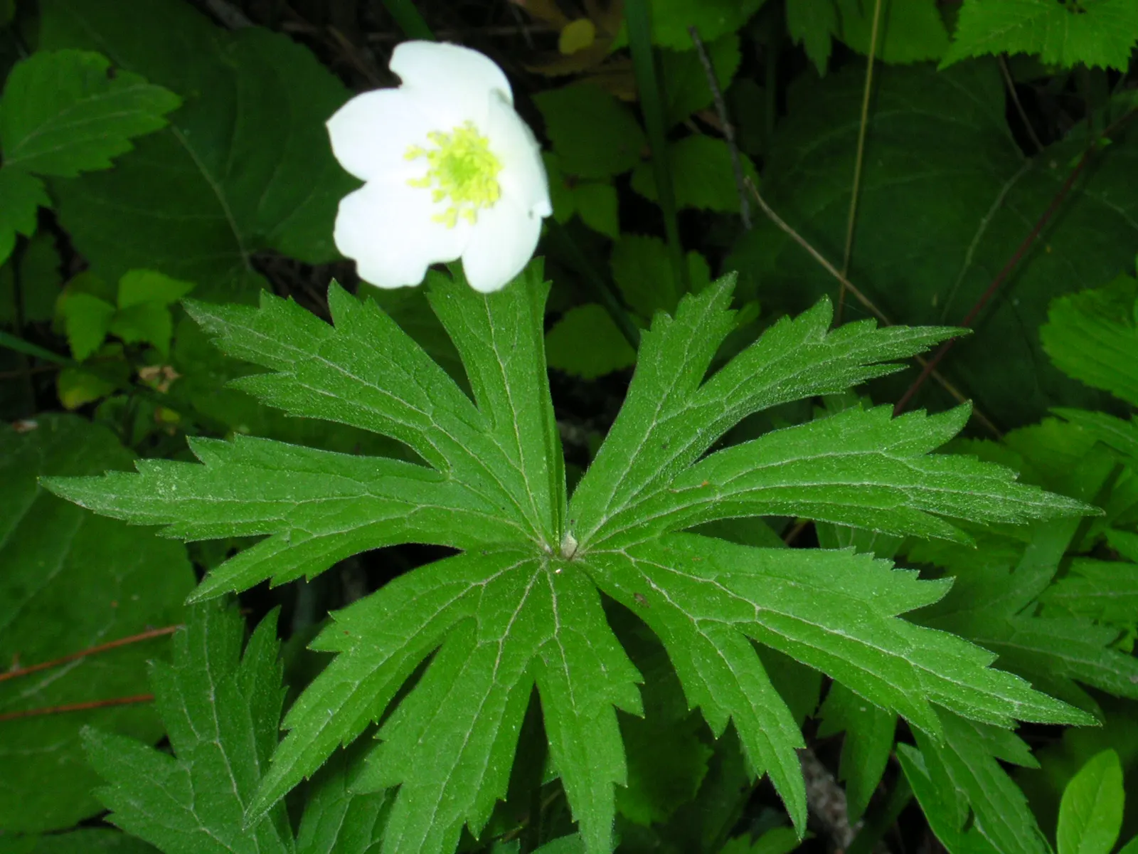 Native Wind Flower (Anemone Canadensis) — presents a delightful charm to any garden with its simplistic yet alluring demeanor; white flowers in the, image 55