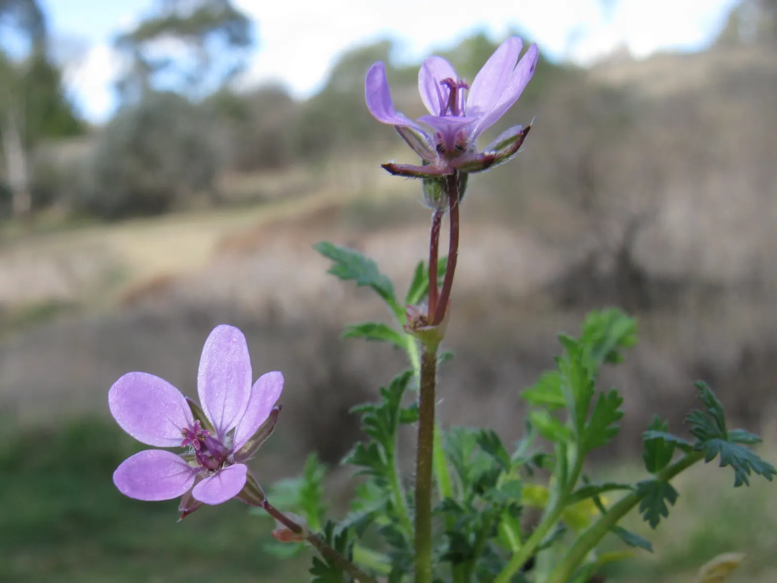 Native Wind Flower (Anemone Canadensis) — which appear from late spring to early summer; it is hardy in USDA zones 3 through 8, exhibiting notable frost