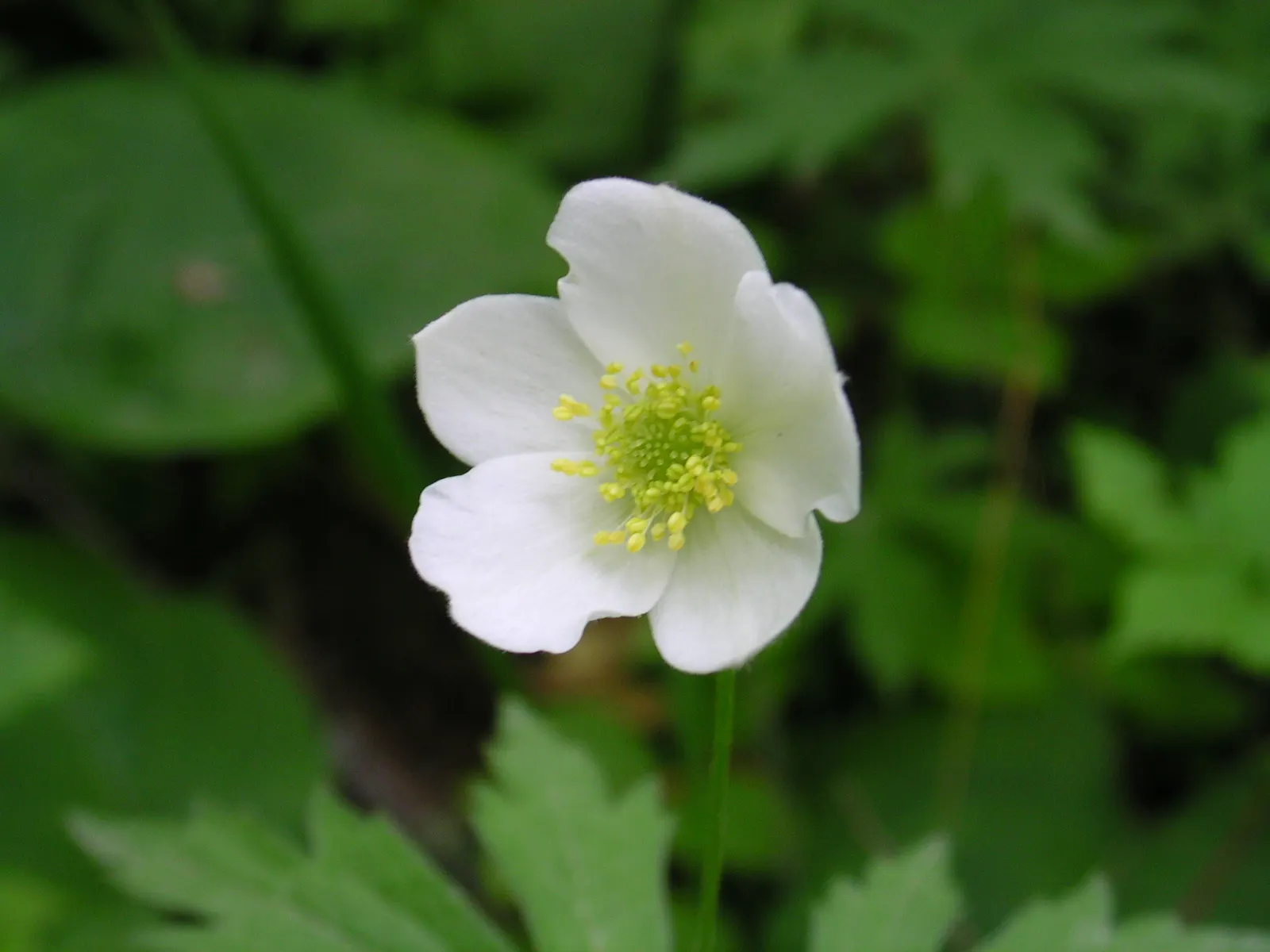 Native Wind Flower (Anemone Canadensis) — green leaves and striking white flowers with sunny yellow centers that bloom in late spring to early summer; the