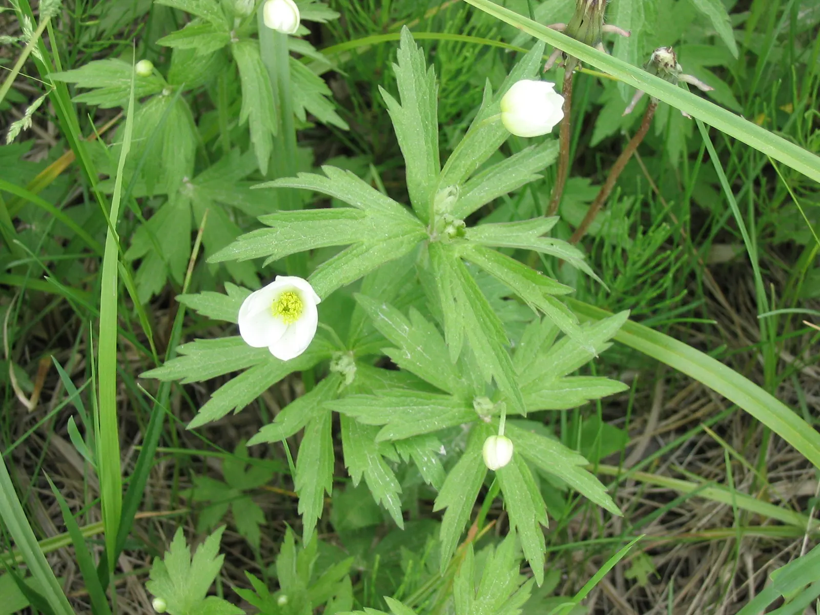 Native Wind Flower (Anemone Canadensis) — white flowers in the garden; presents a delightful charm to any garden with its simplistic yet alluring, image 70