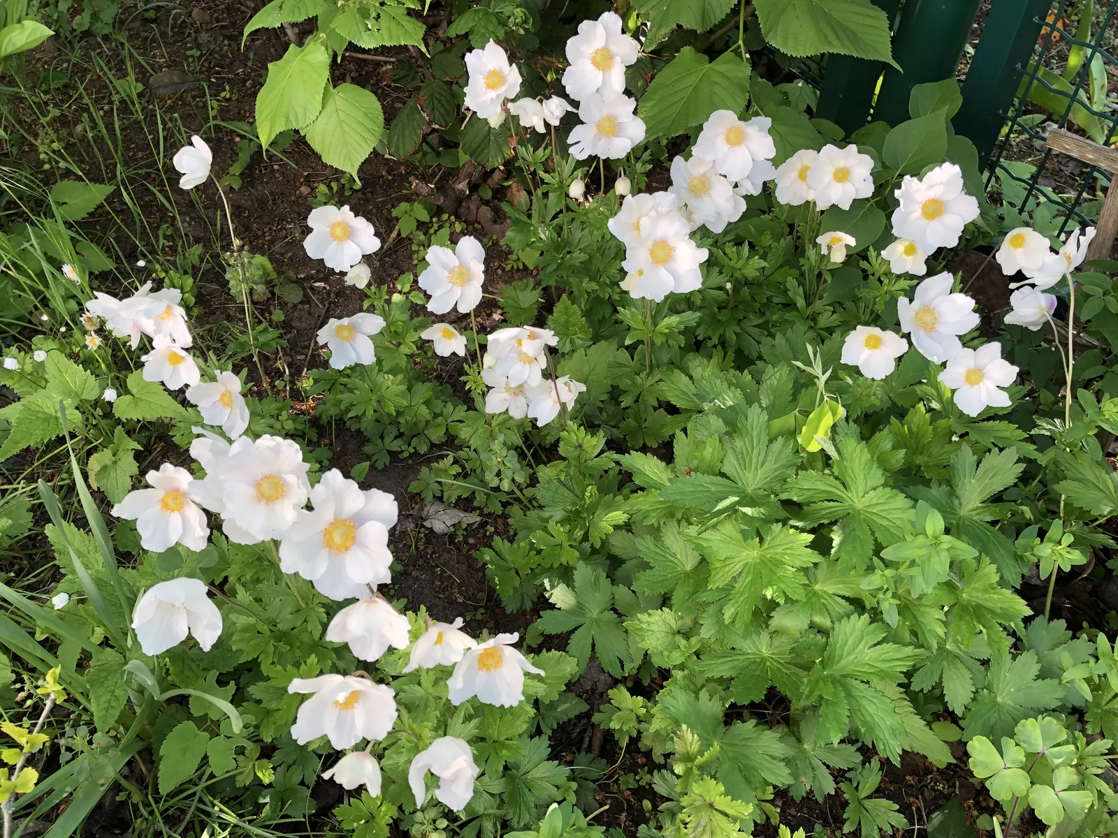 Native Wind Flower (Anemone Canadensis) — The plant can spread quite vigorously through rhizomatous growth; it's a low-maintenance option that, image 65