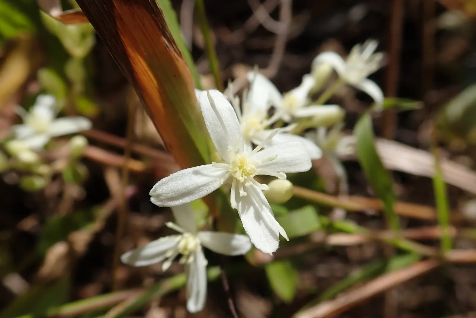 Native Wind Flower (Anemone Canadensis) — with delicate yellow stamens at their center.<br><br>For the landscape designer; commonly known as the, image 63