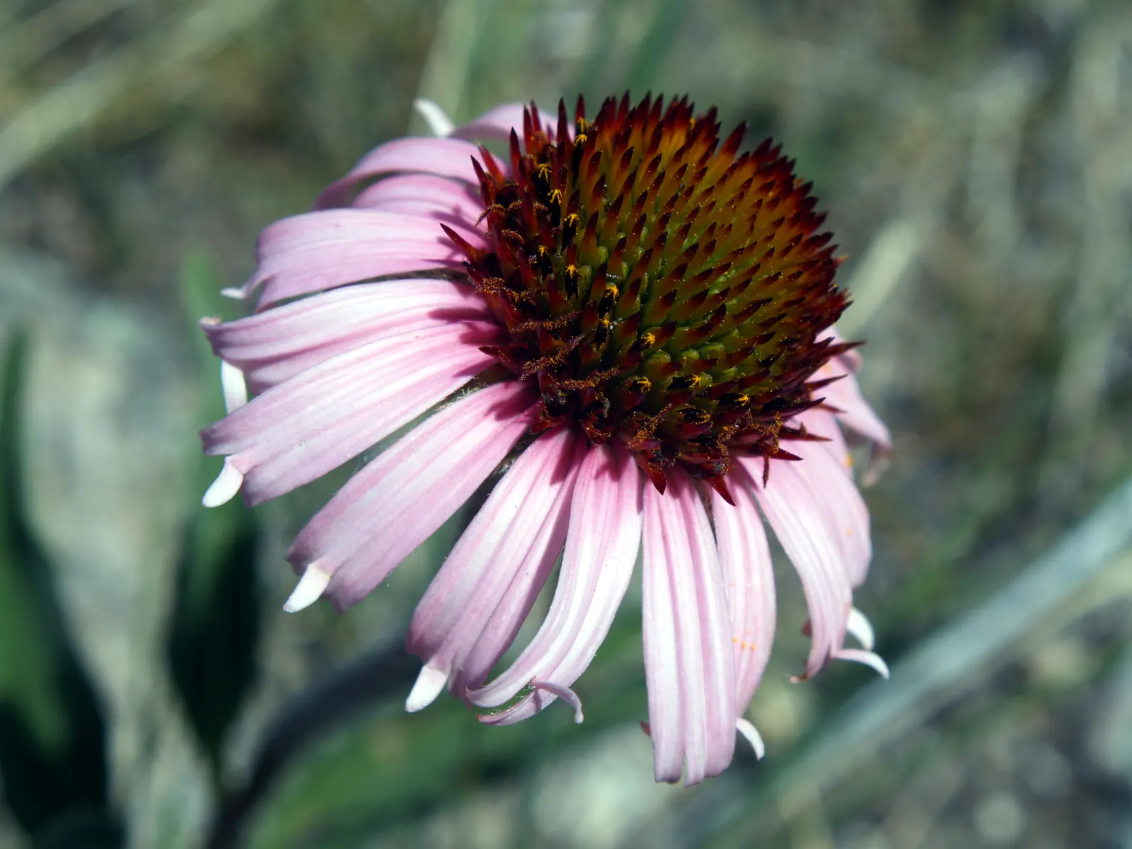 Native Wind Flower (Anemone Canadensis) — perennial for full or half