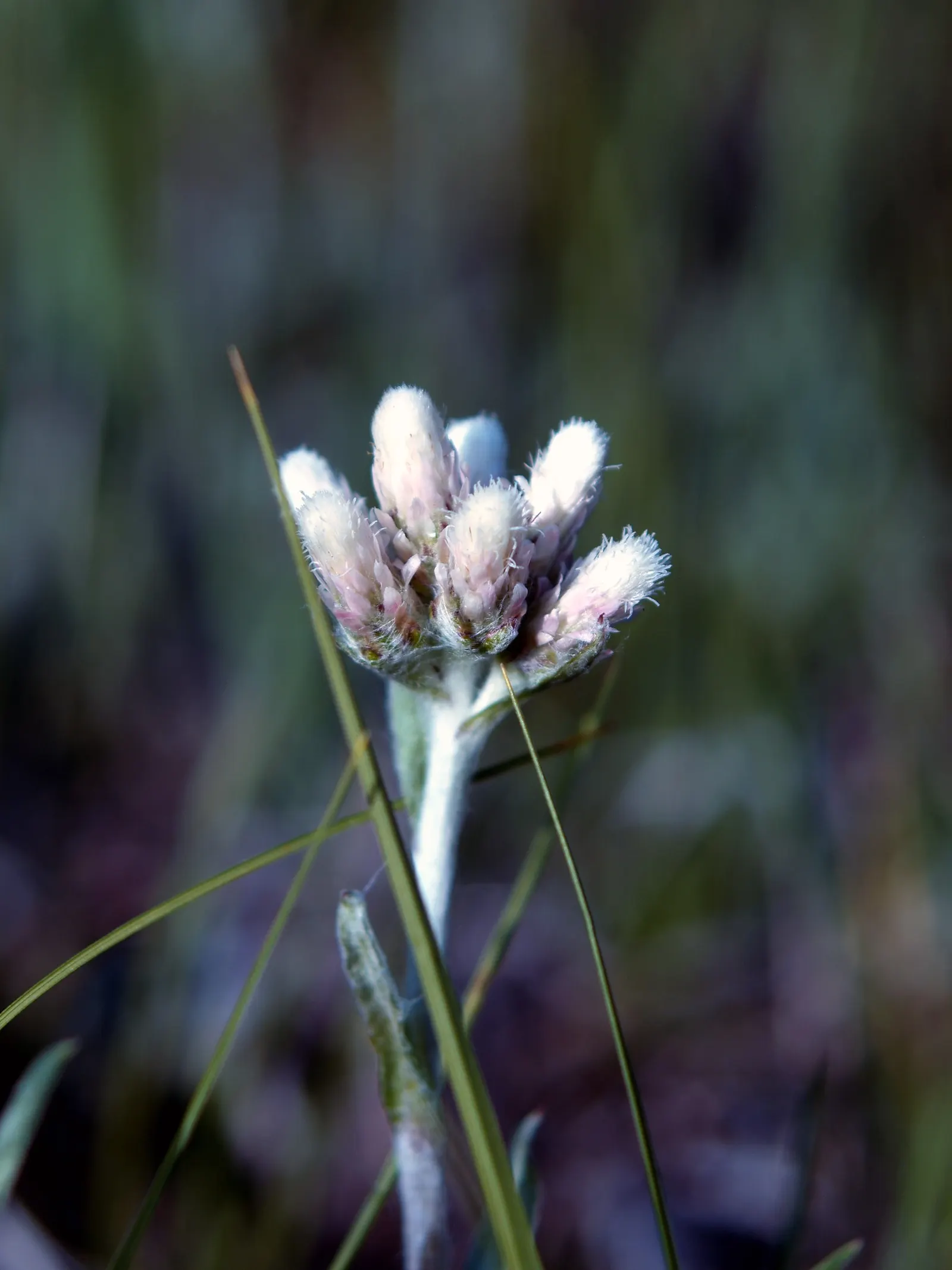 Native Wind Flower (Anemone Canadensis) — which appear from late spring to early summer; it is hardy in USDA zones 3 through 8, exhibiting notable, image 157