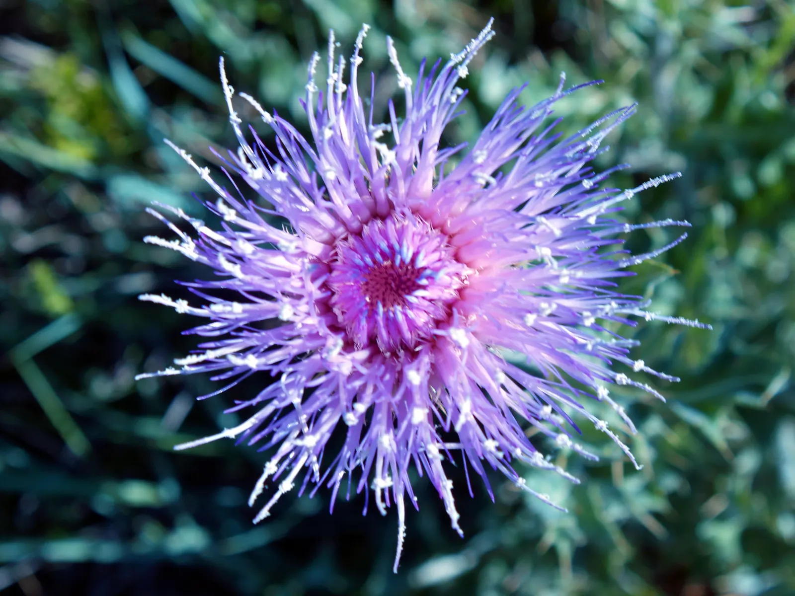 Native Wind Flower (Anemone Canadensis) — The plant can spread quite vigorously through rhizomatous growth; it's a low-maintenance option that, image 113