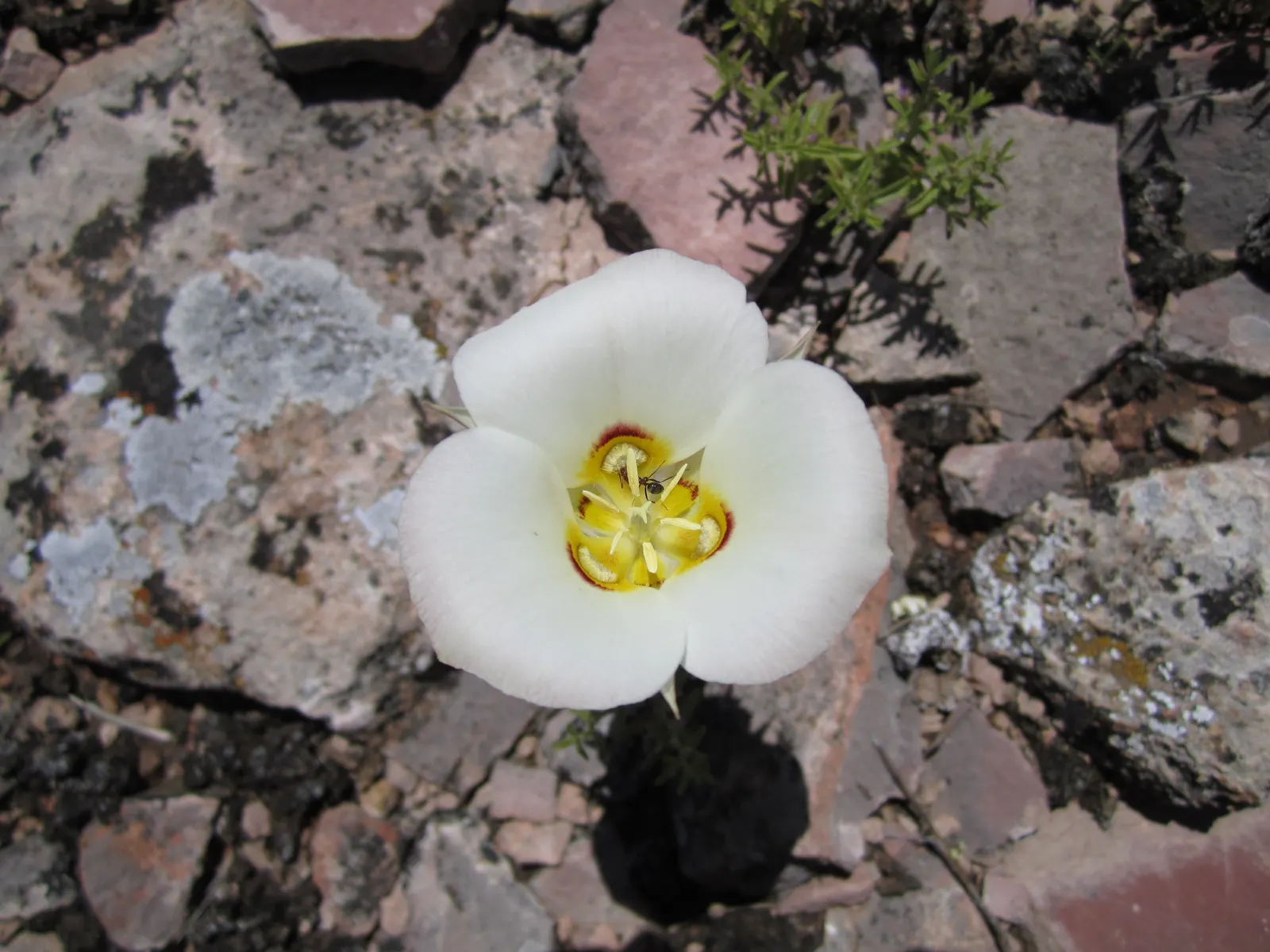 Native Wind Flower (Anemone Canadensis) — The plant exhibits deep green; green leaves and striking white flowers with sunny yellow centers that, image 59