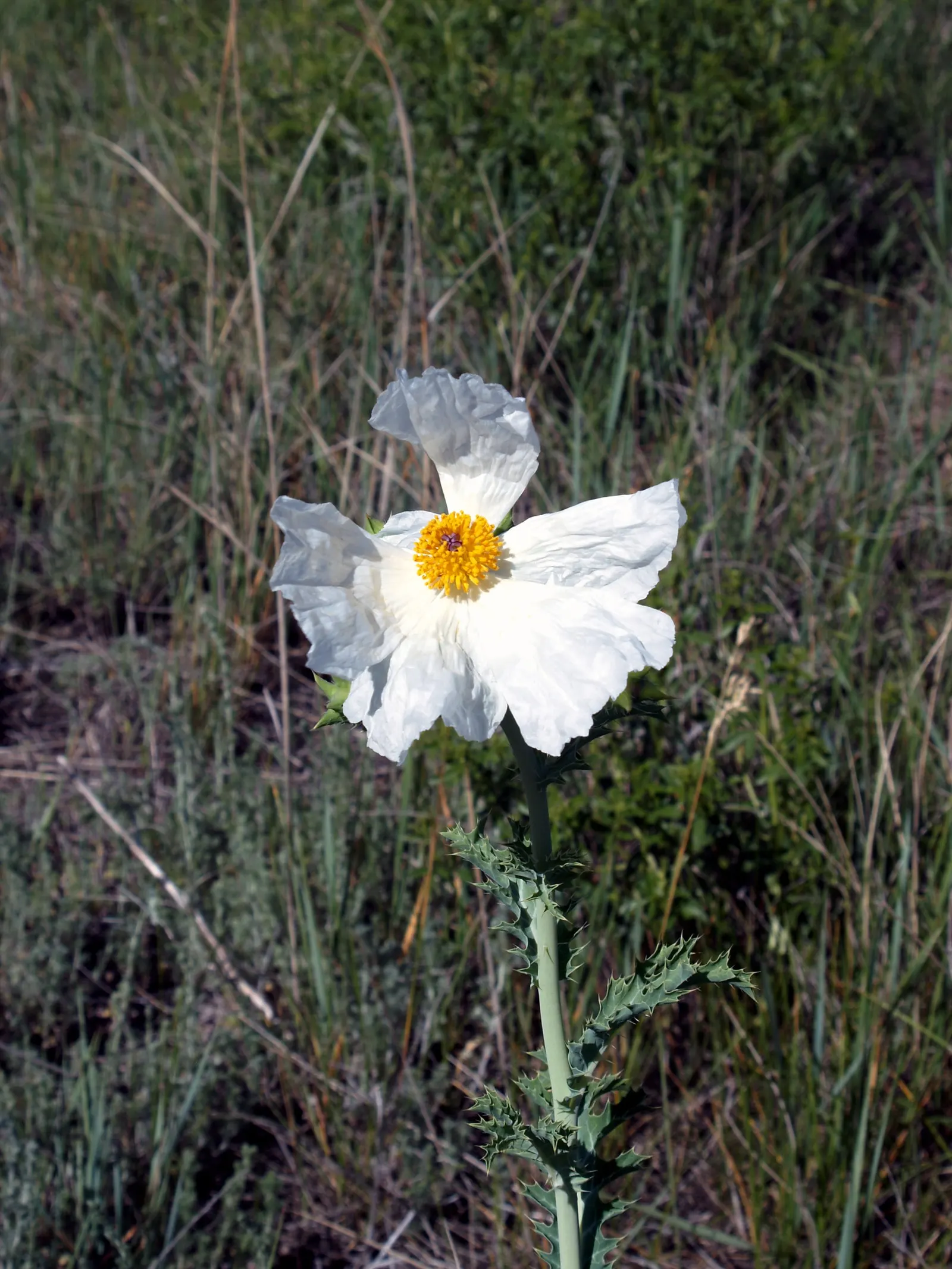 Native Wind Flower (Anemone Canadensis) — with delicate yellow stamens at their center.<br><br>For the landscape designer; commonly known as the Canadian or